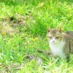 ねこ、風太　巡回
