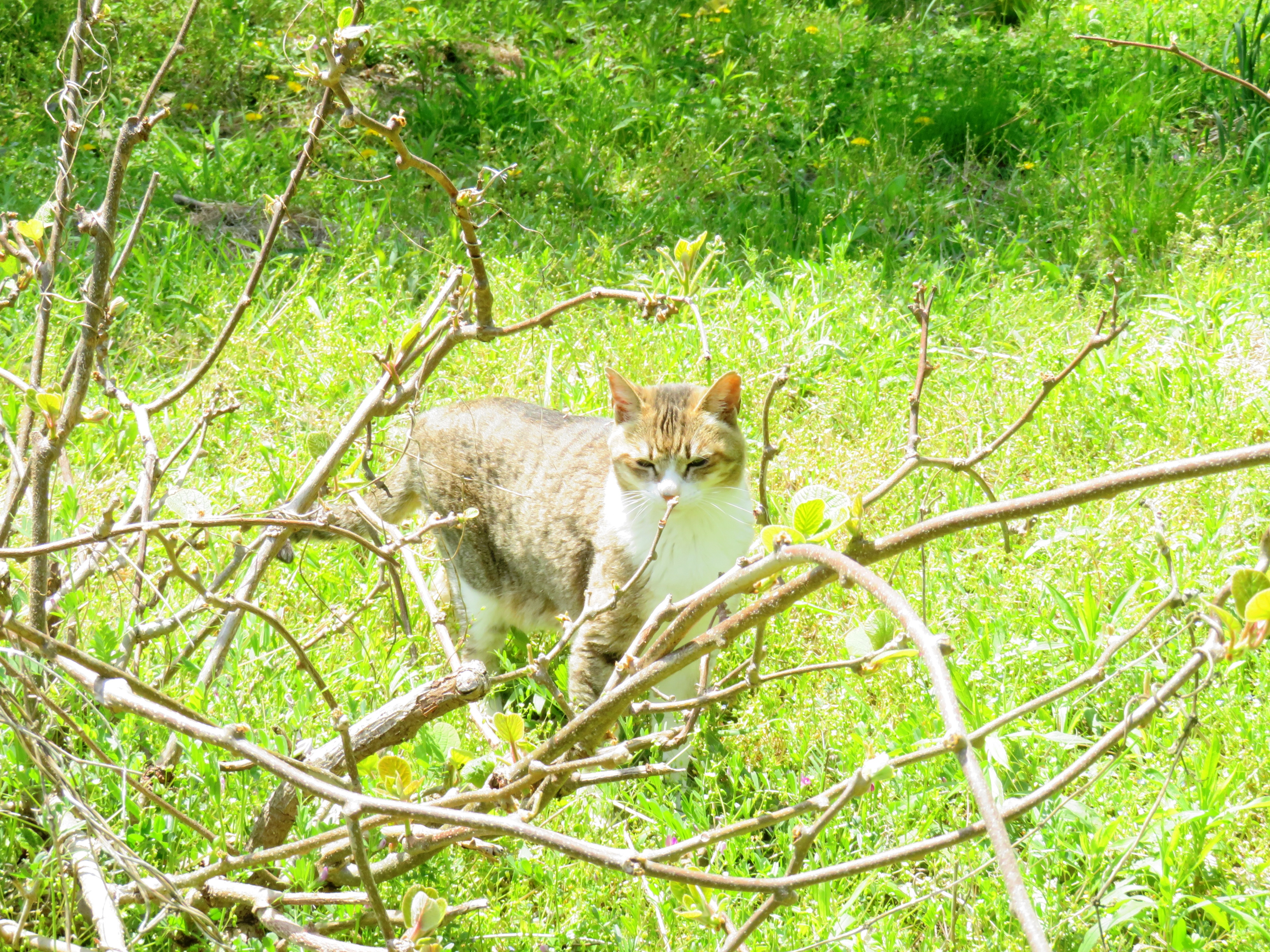 ねこ、風太 巡回