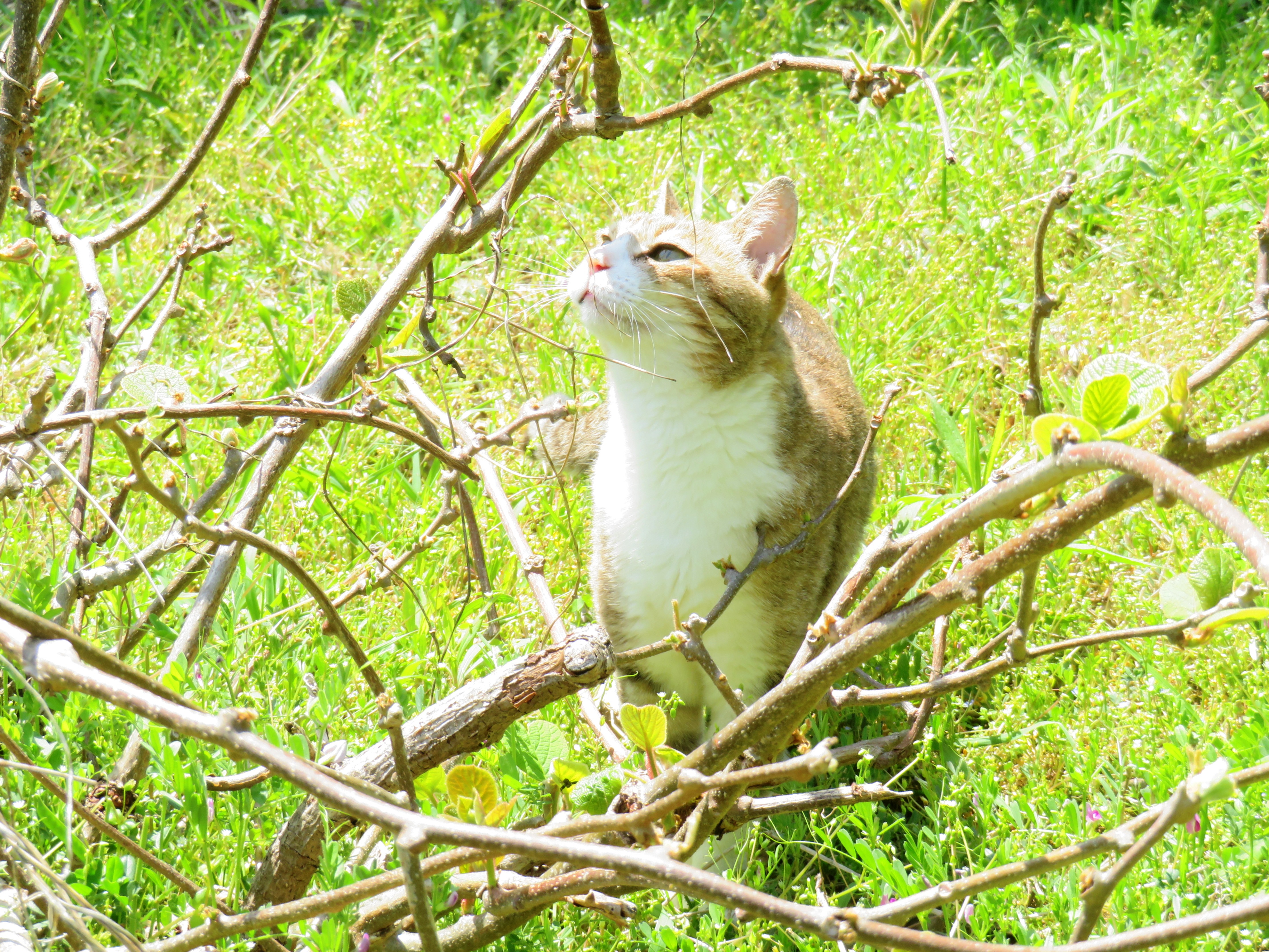 ねこ、風太 巡回