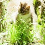ねこ、風太　巡回