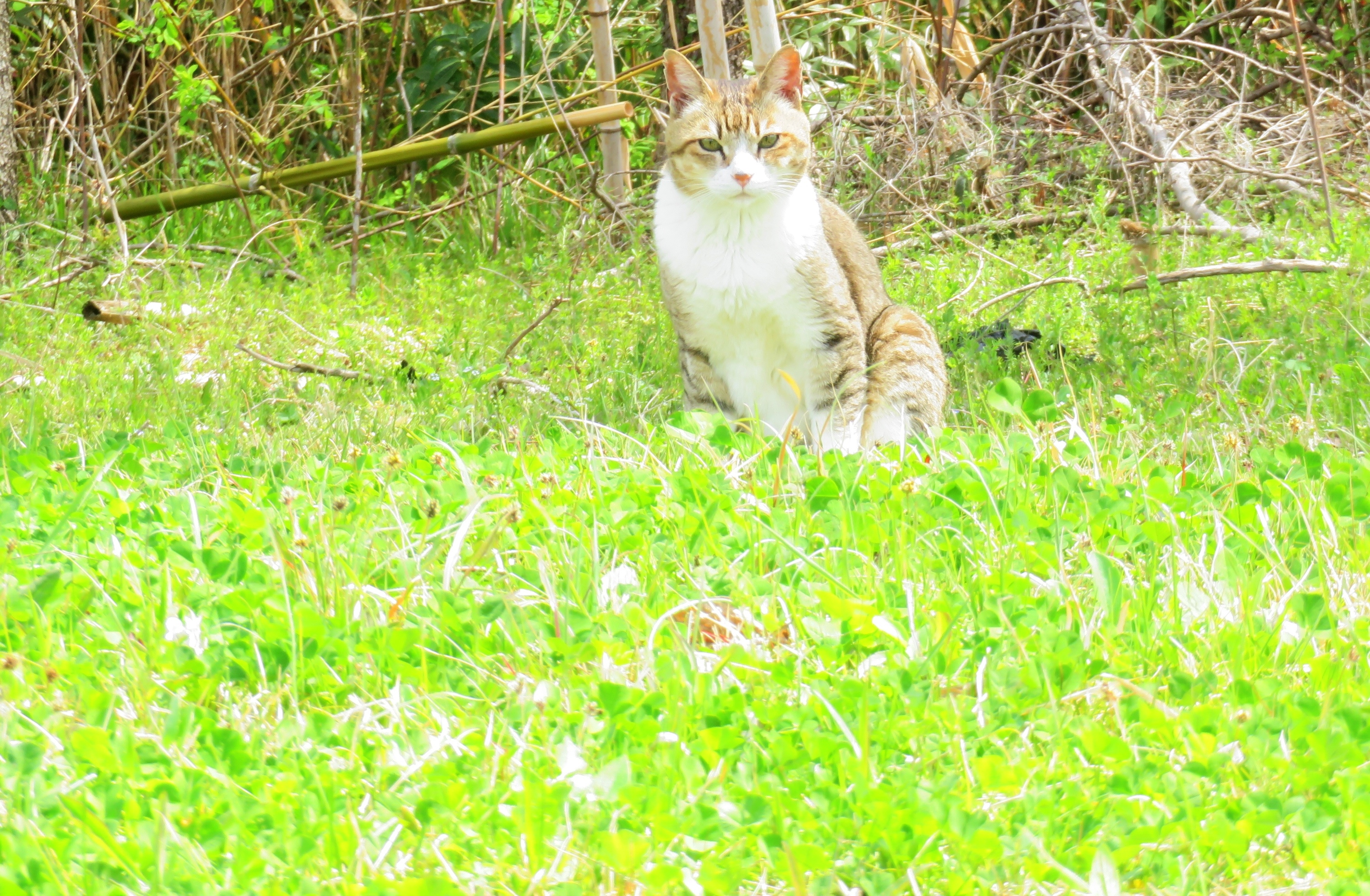 ねこ、風太 巡回