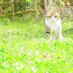 ねこ、風太　巡回