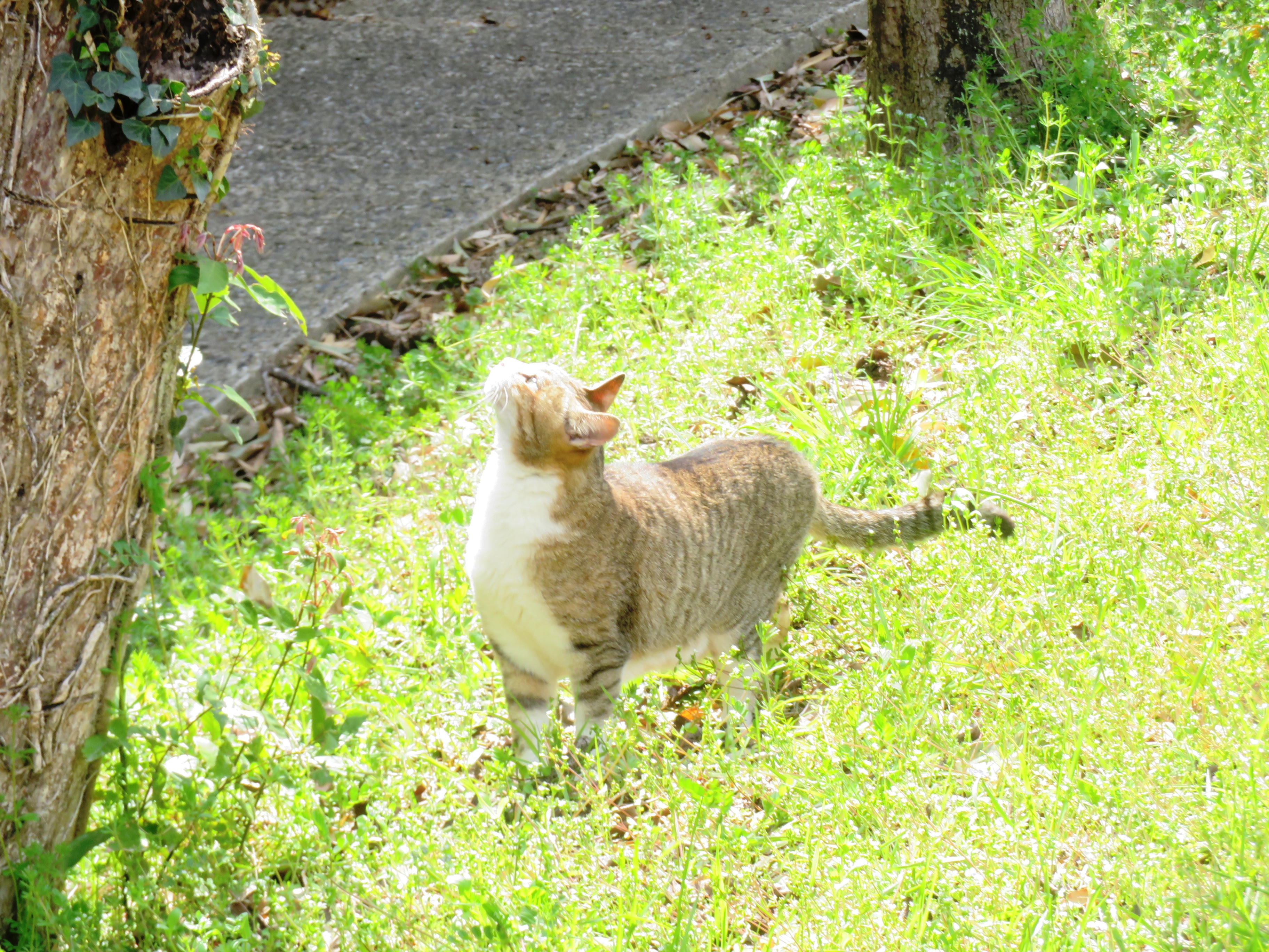 ねこ、風太 巡回