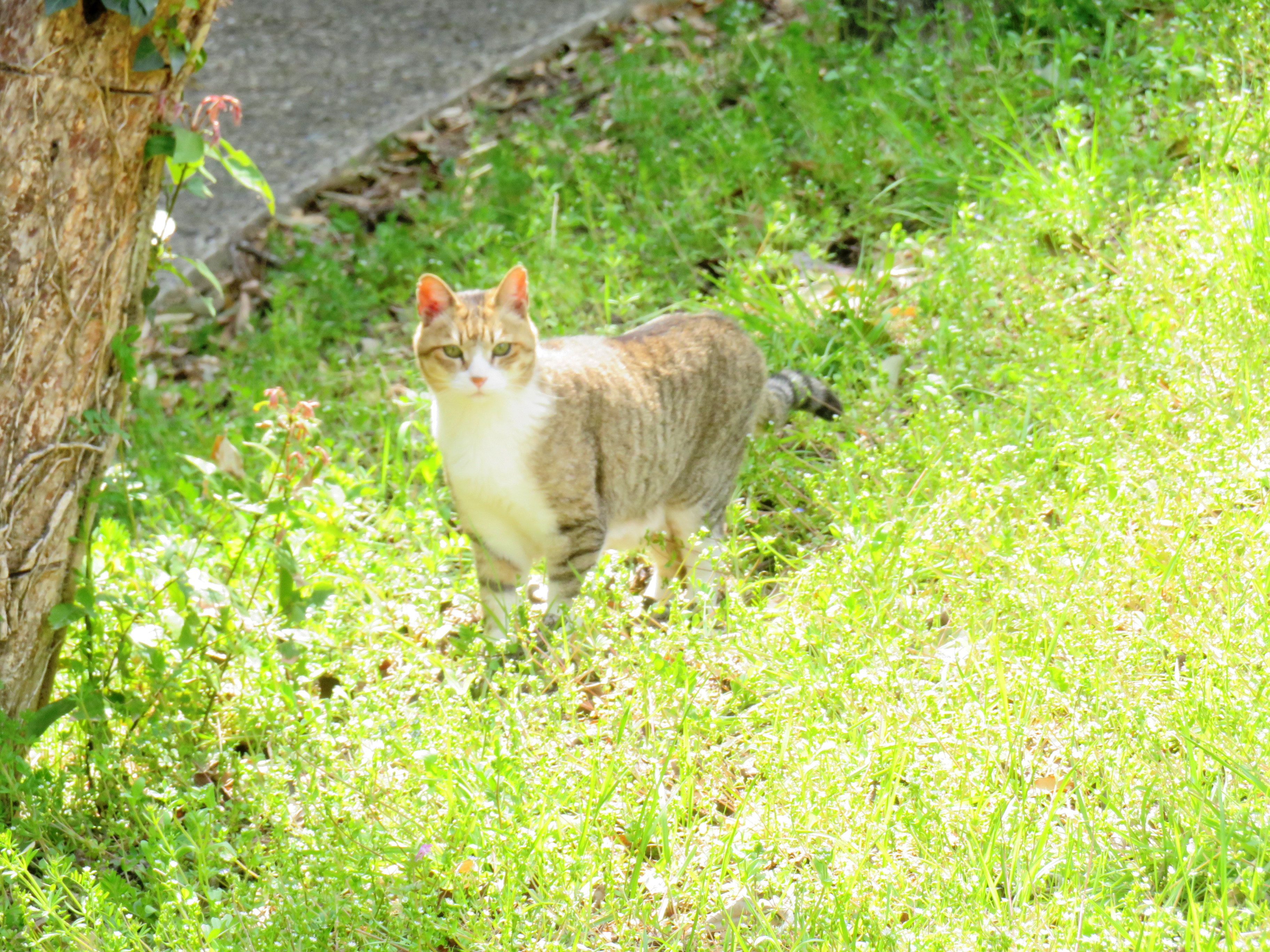 ねこ、風太 巡回