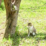 ねこ、風太　巡回