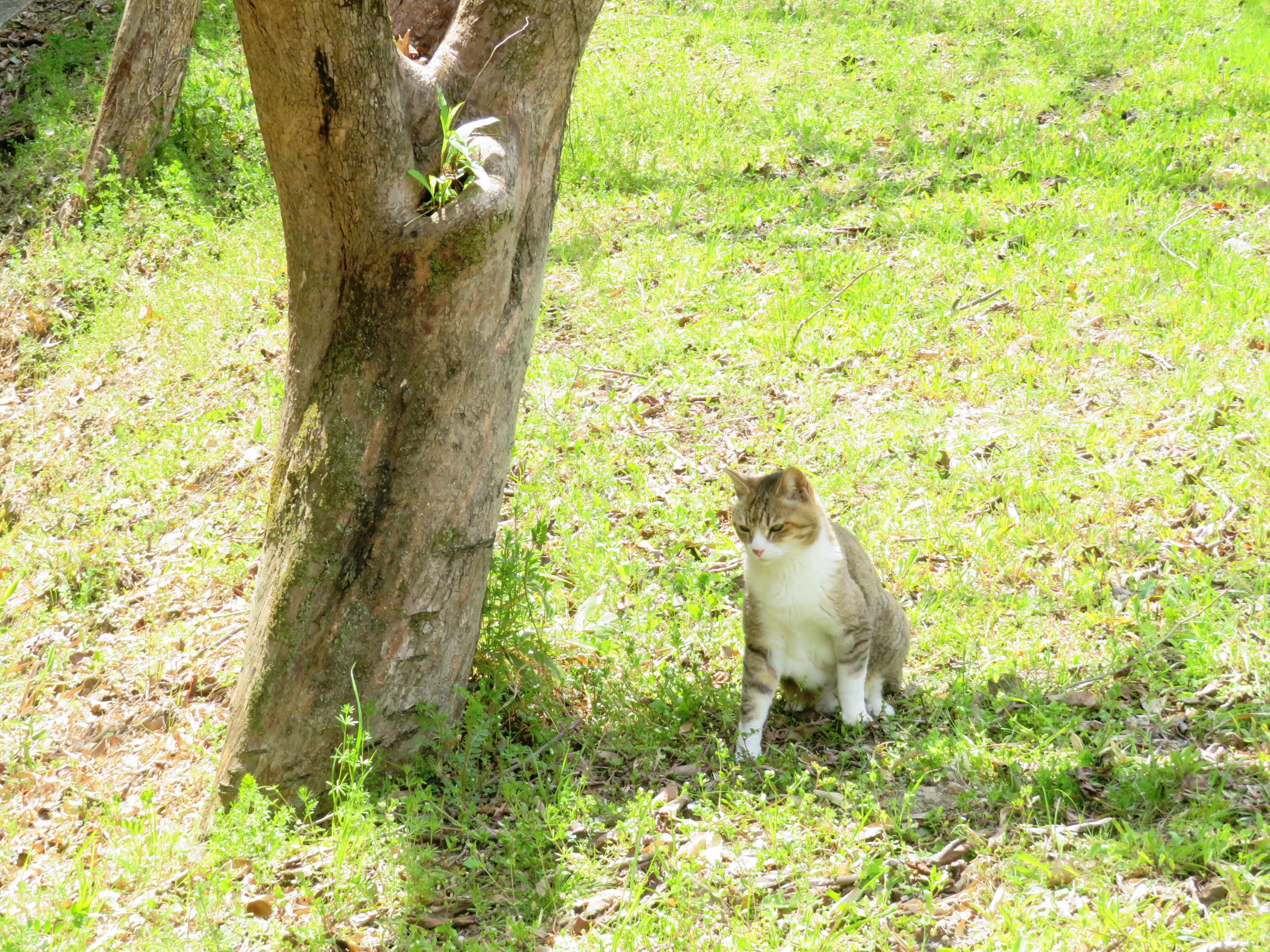 ねこ、風太 巡回