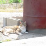 ねこ、風太　巡回