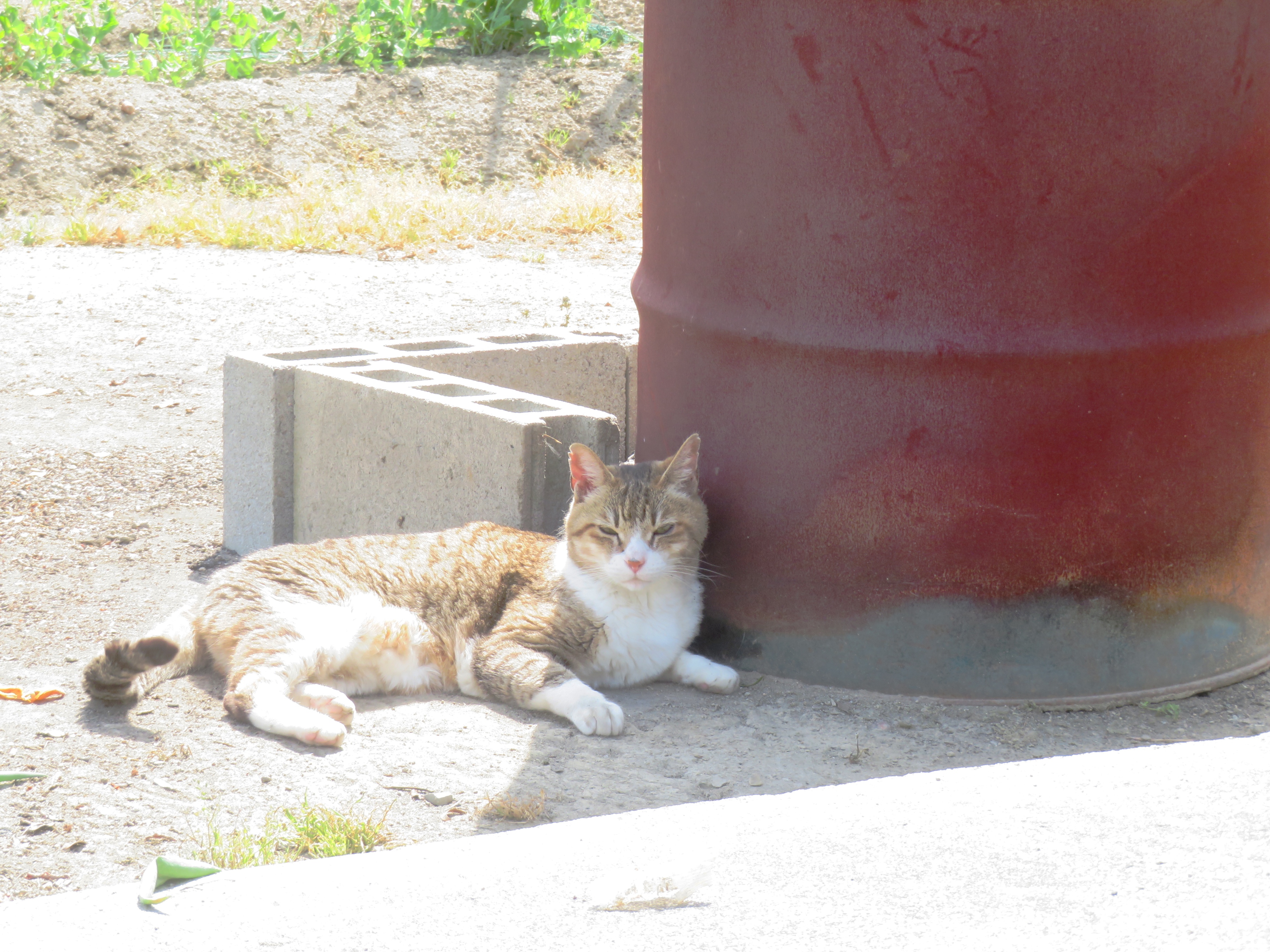 ねこ、風太 巡回