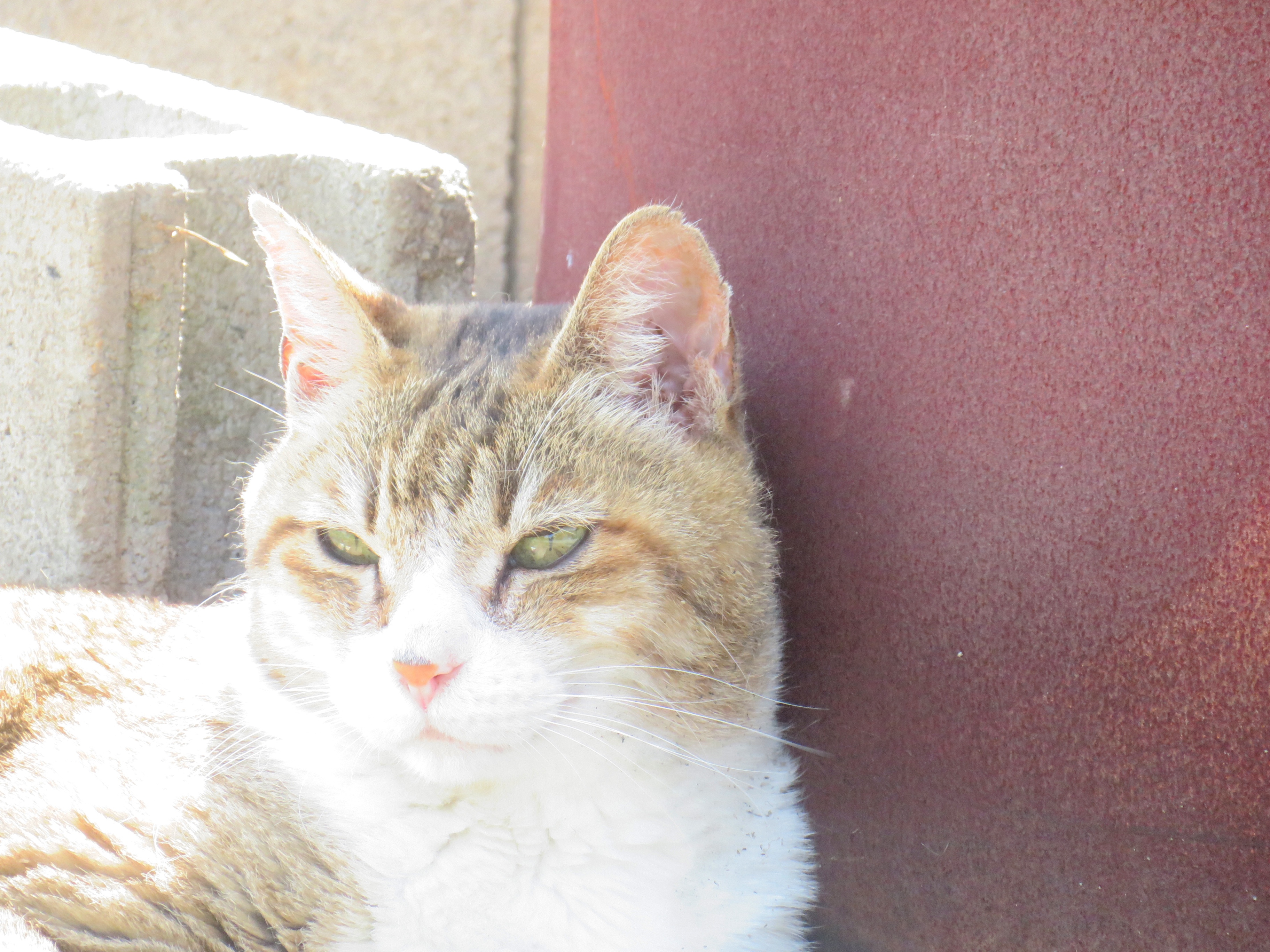 ねこ、風太 巡回