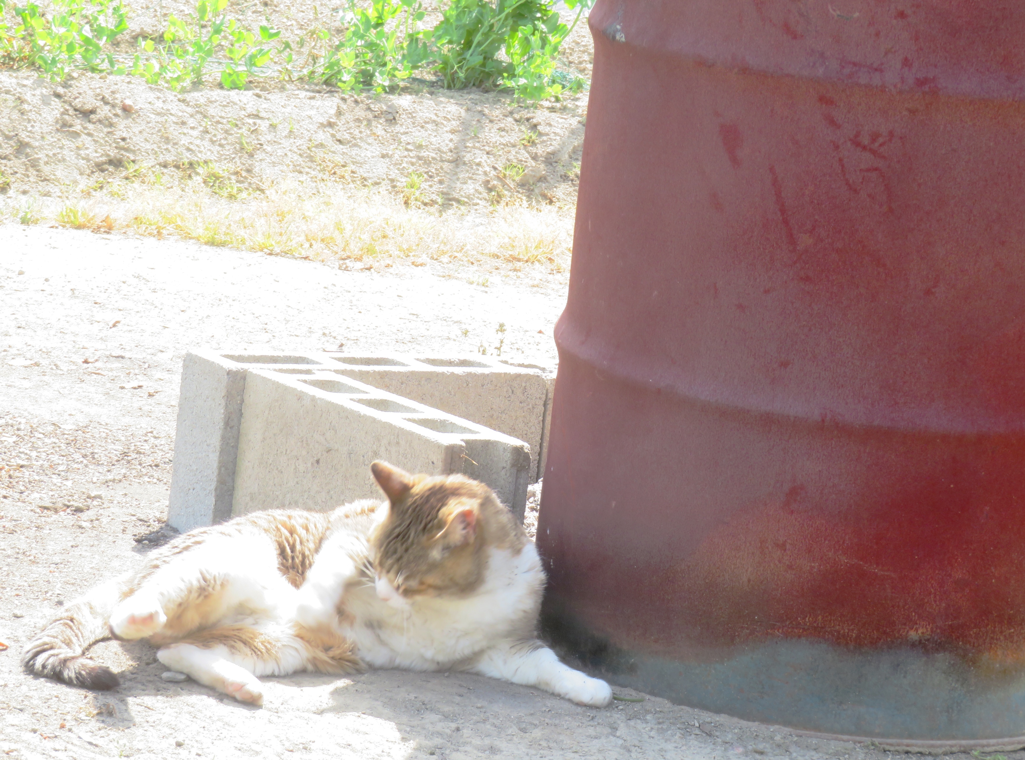 ねこ、風太 巡回