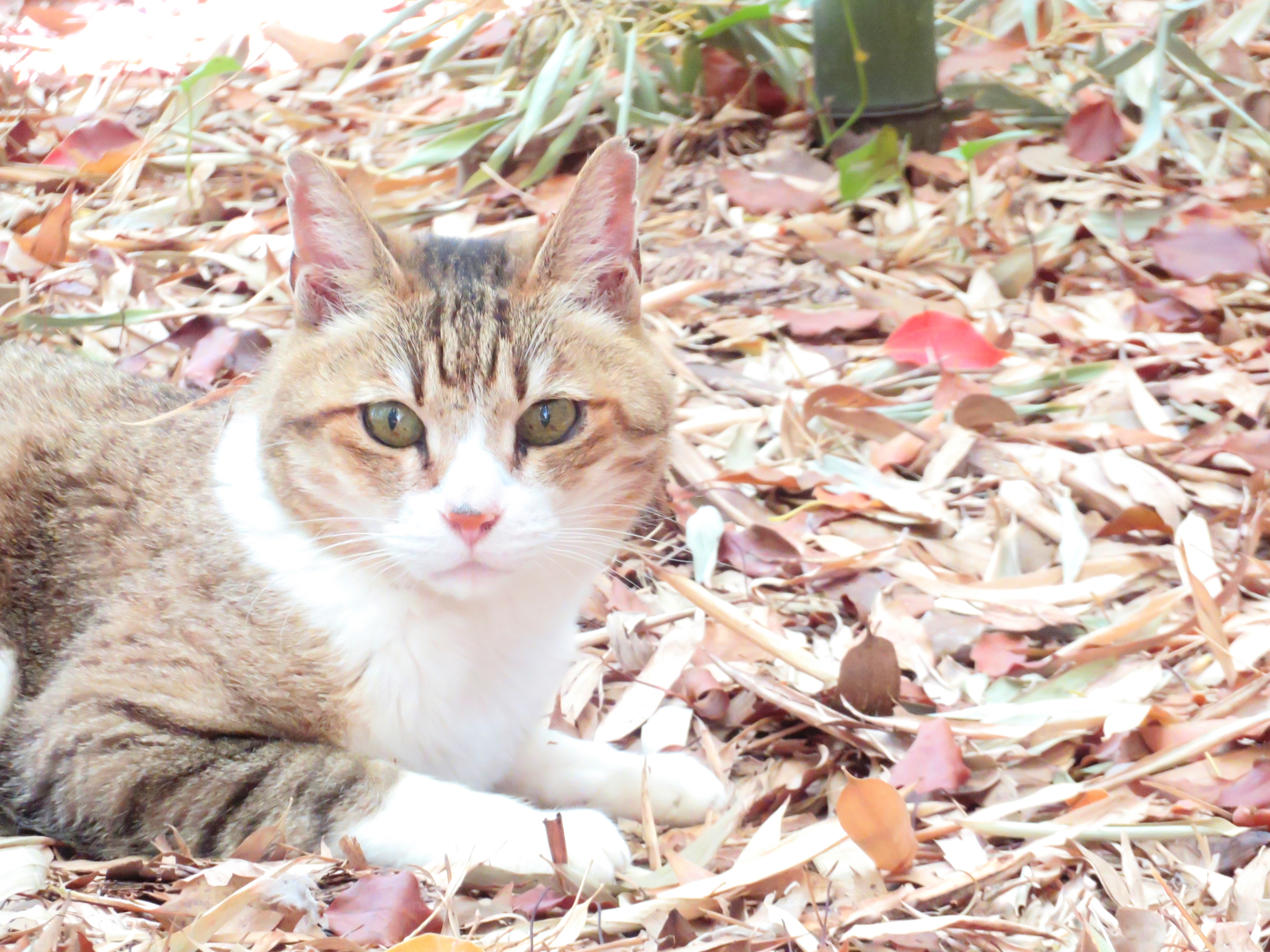 ねこ、風太 巡回
