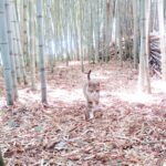 ねこ、風太　巡回