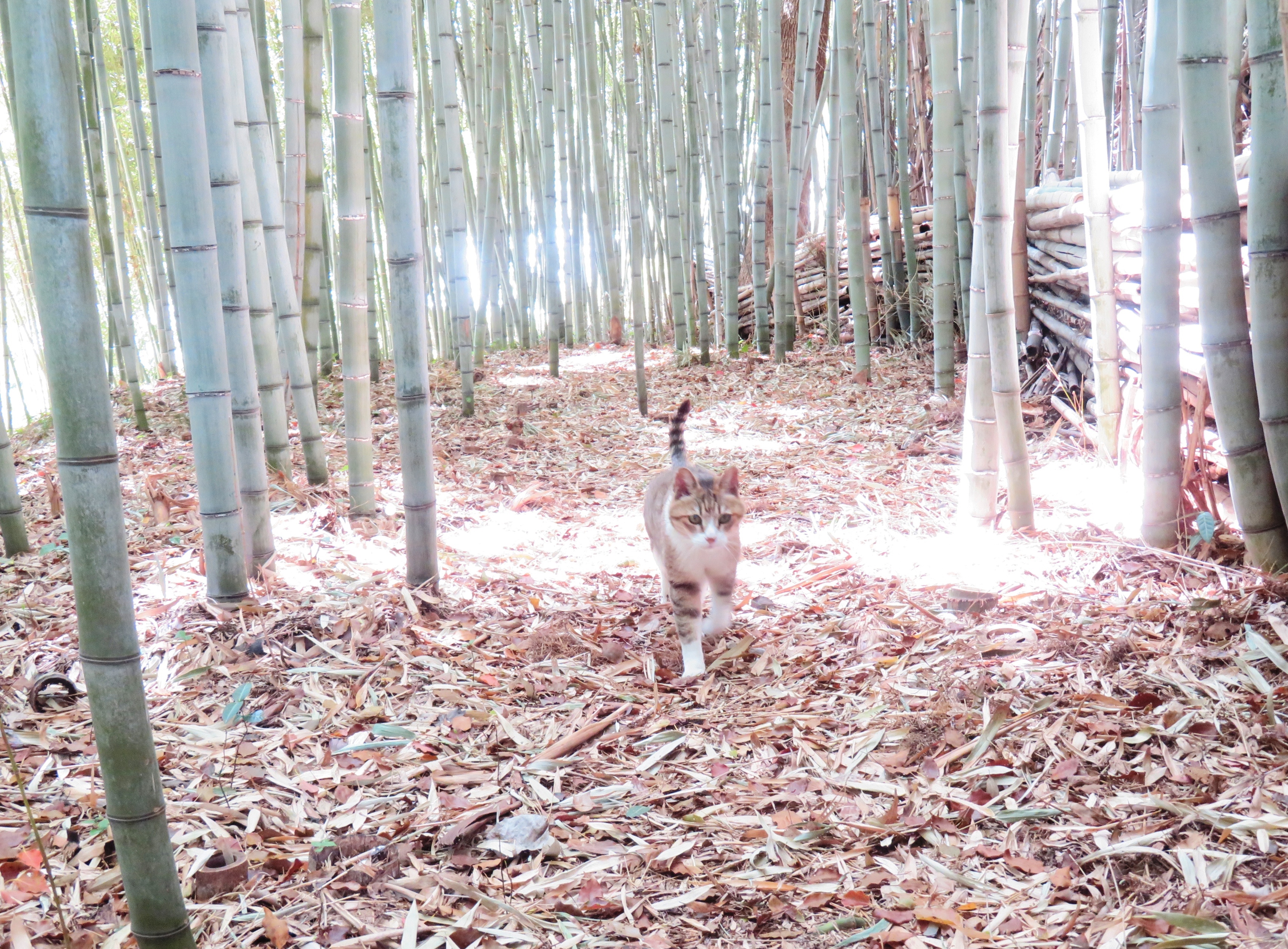 ねこ、風太 巡回