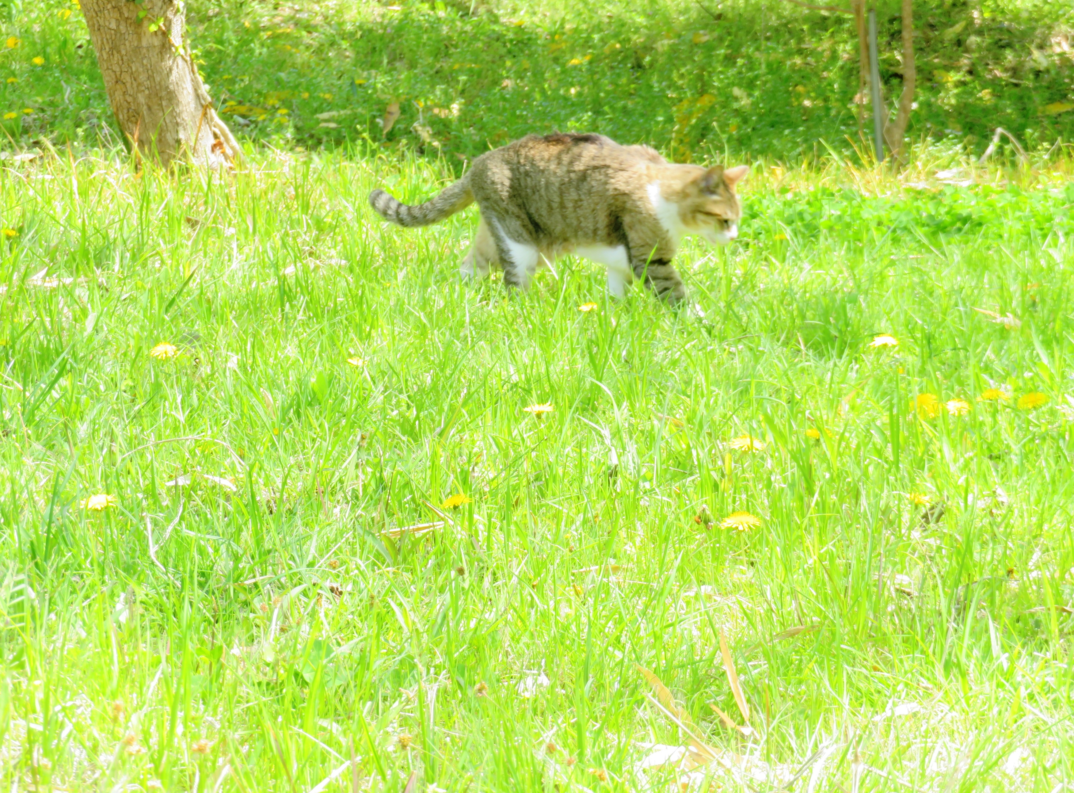 ねこ、風太 巡回