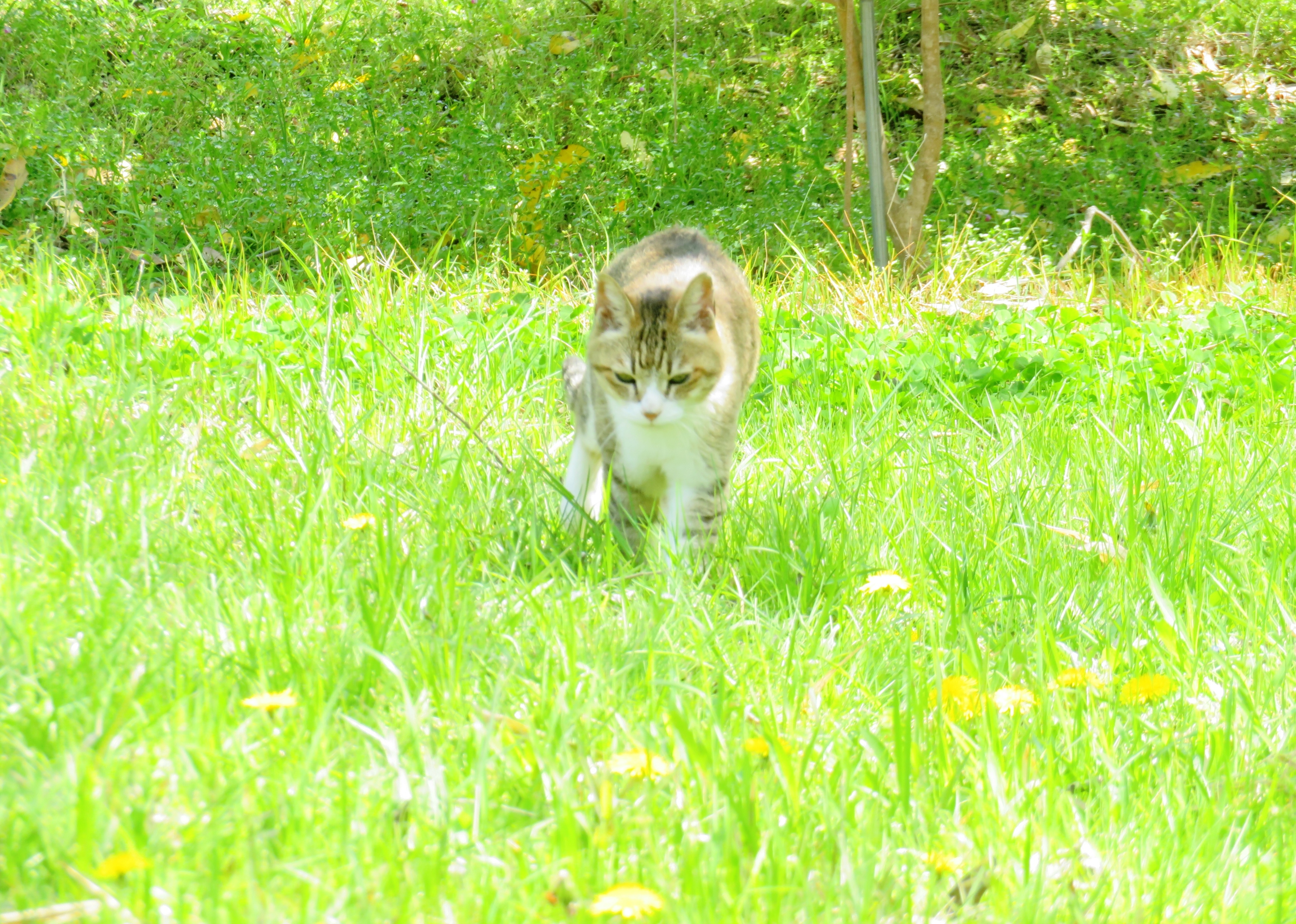 ねこ、風太 巡回