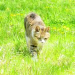 ねこ、風太　巡回