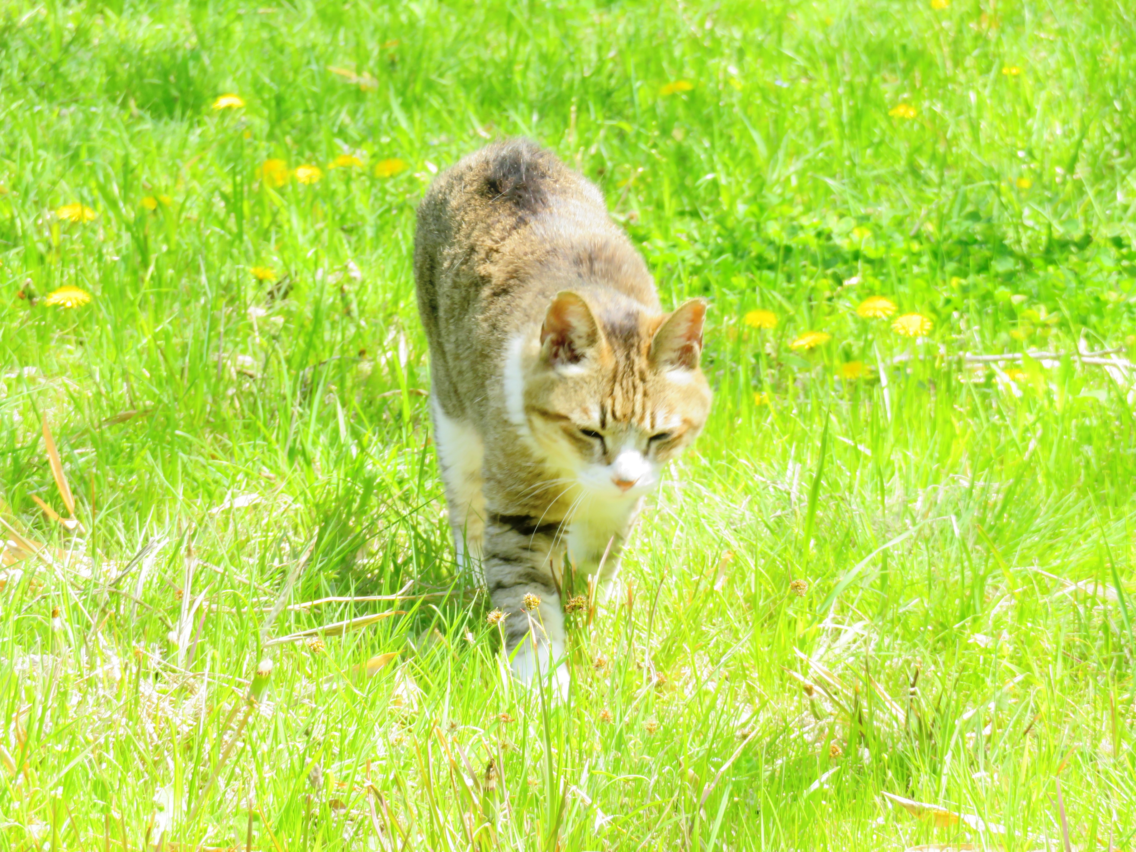 ねこ、風太 巡回