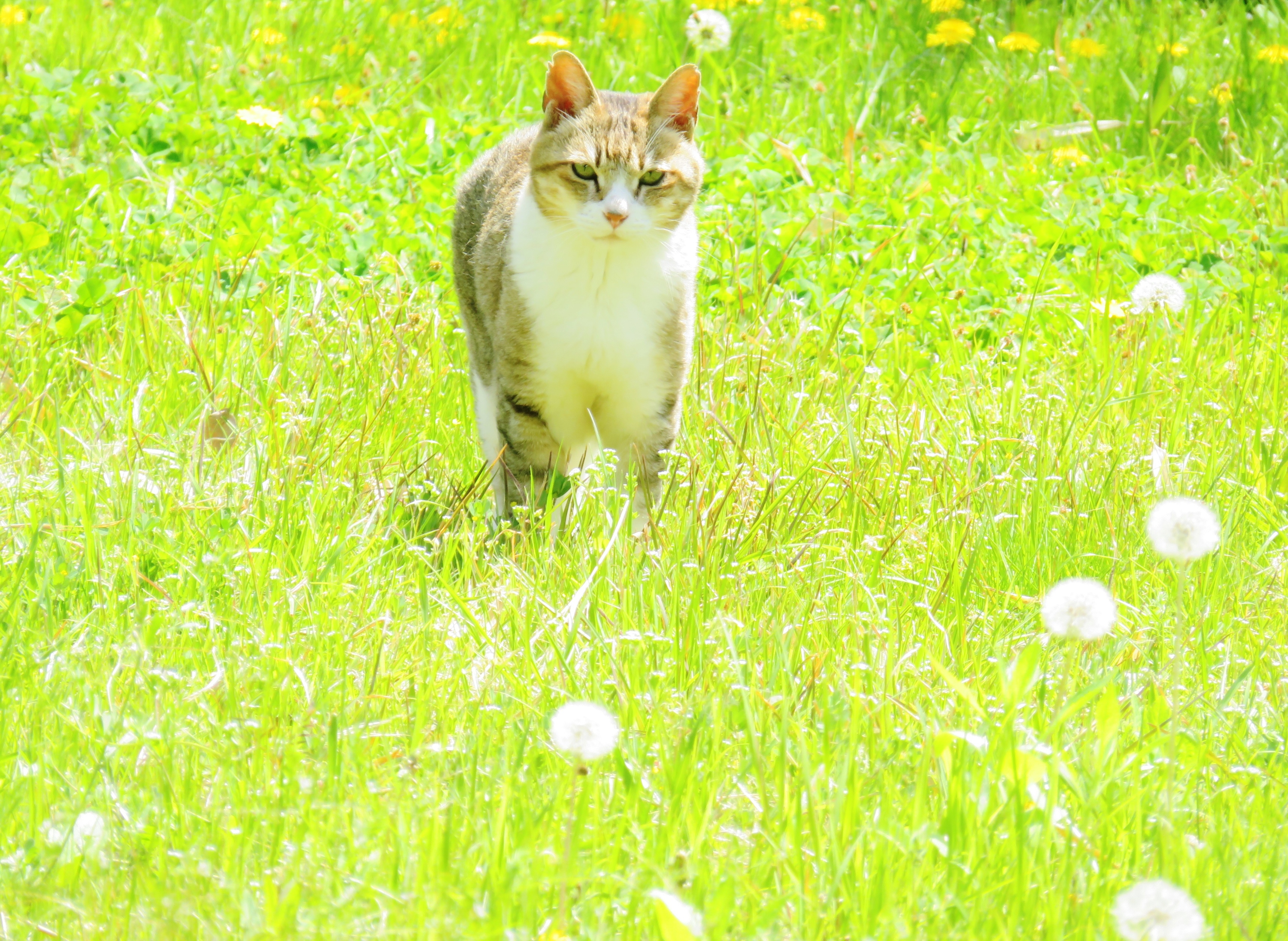 ねこ、風太 巡回