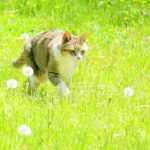 ねこ、風太　巡回