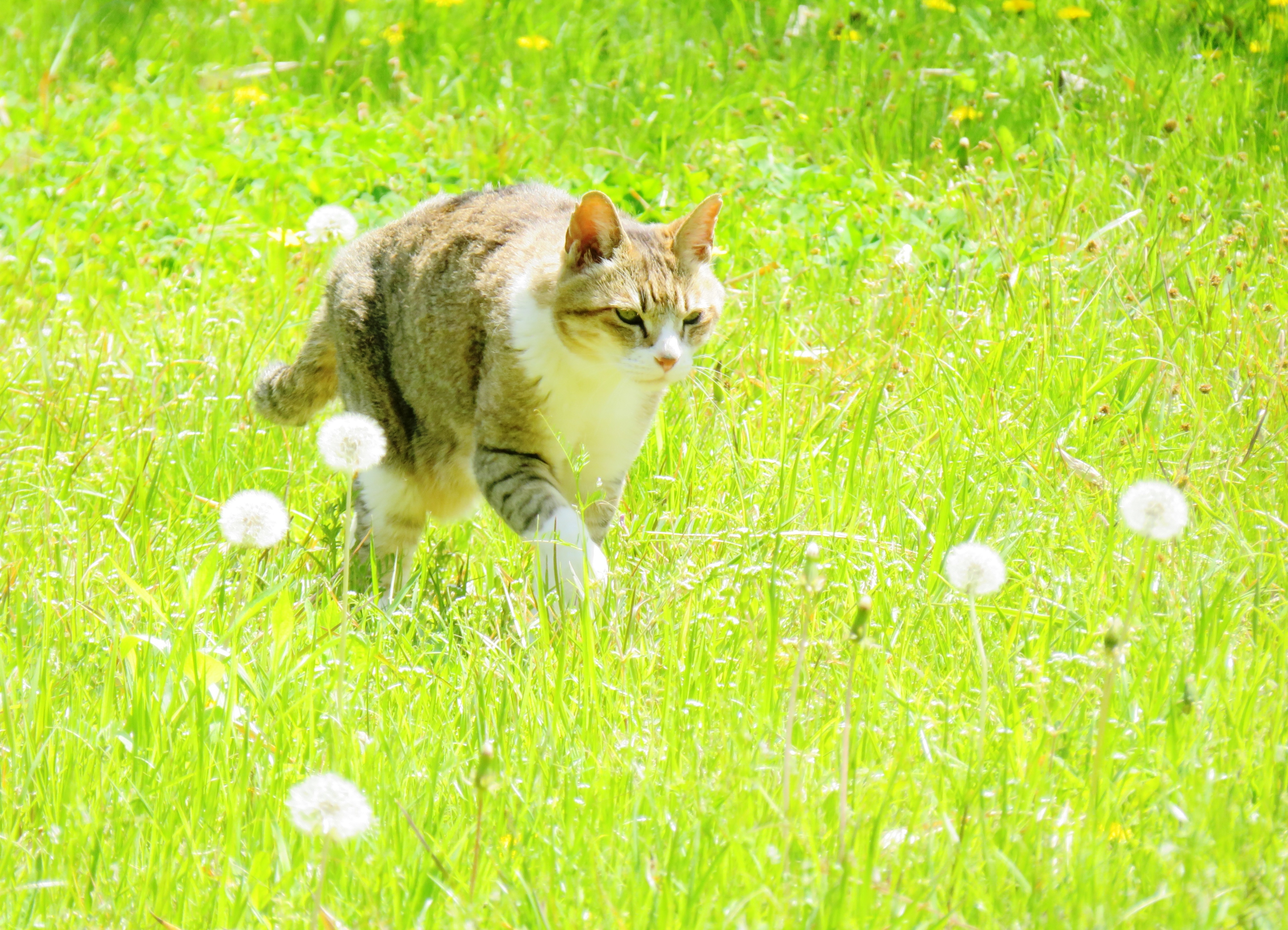 ねこ、風太 巡回