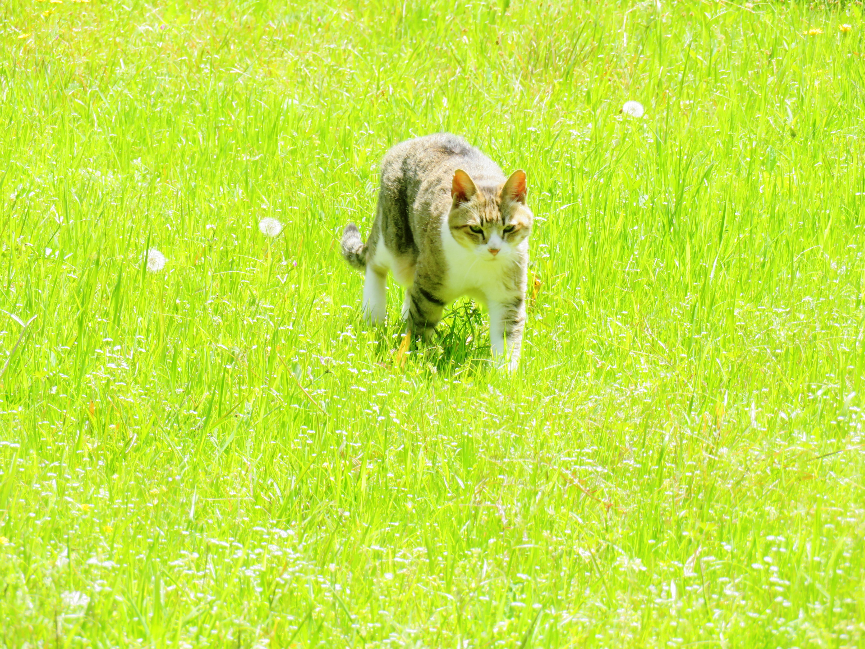 ねこ、風太 巡回