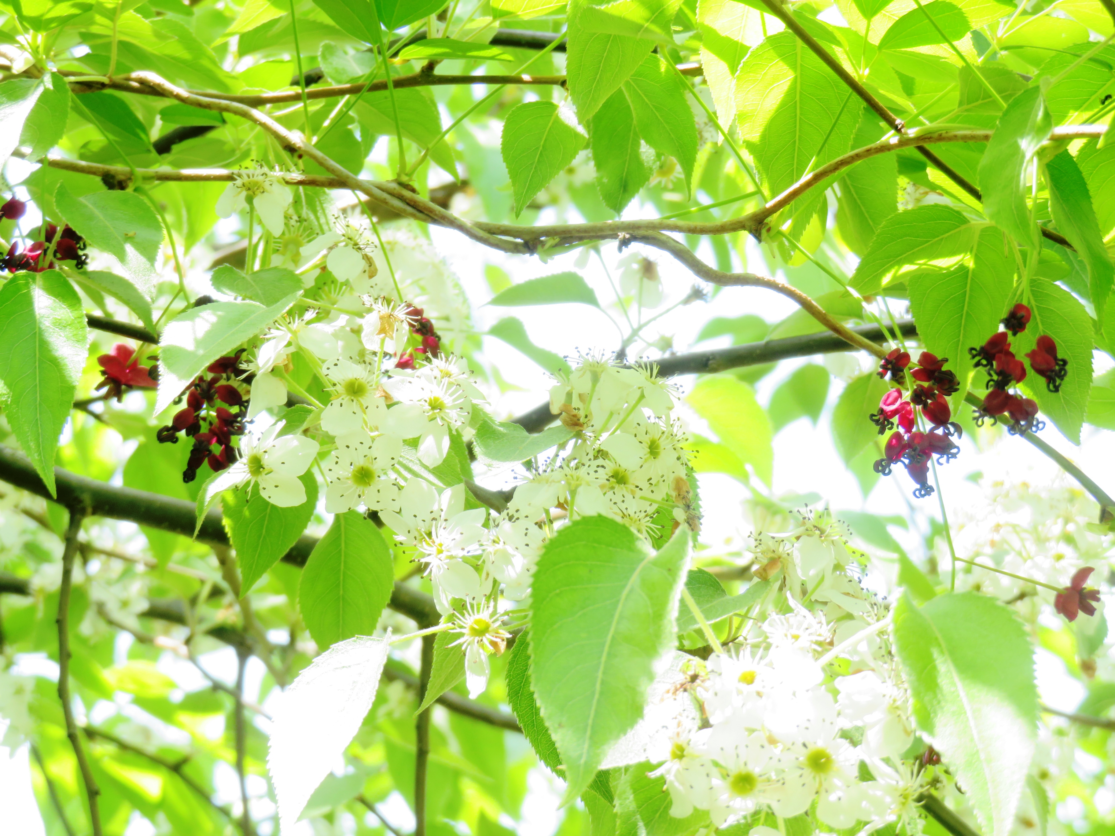 梨の花とアケビ(木通)の花