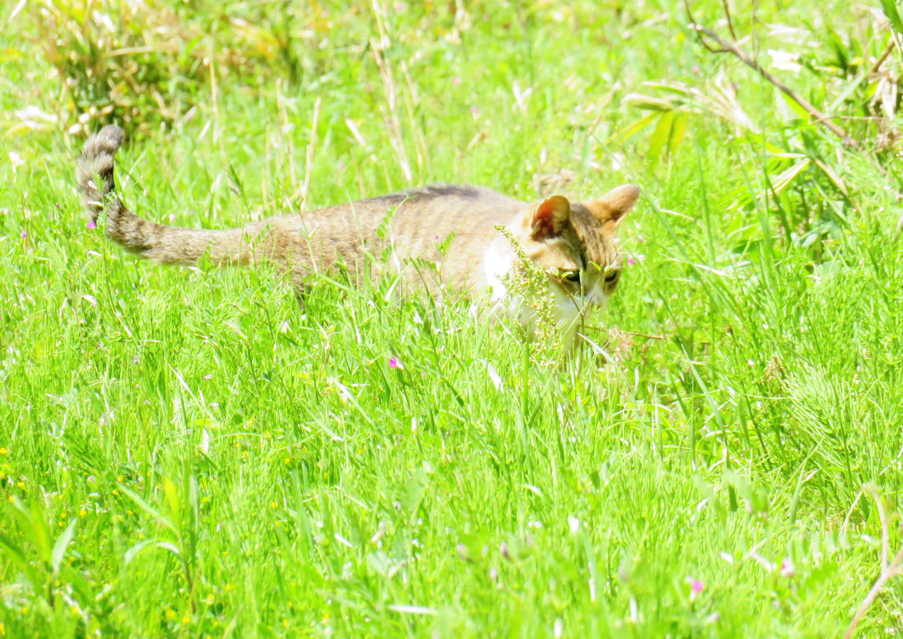 ねこ、風太 巡回