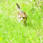 ねこ、風太　巡回