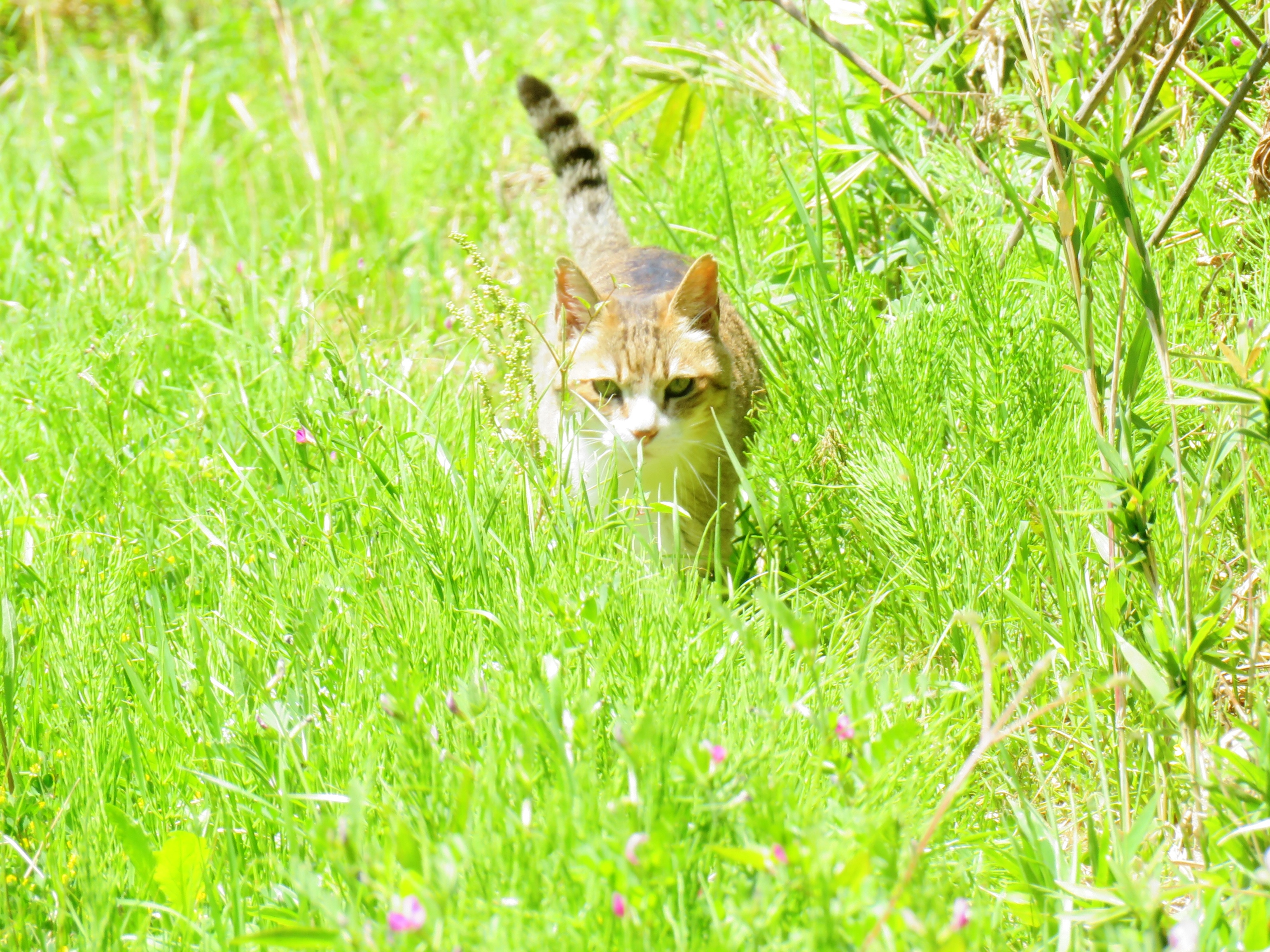 ねこ、風太 巡回