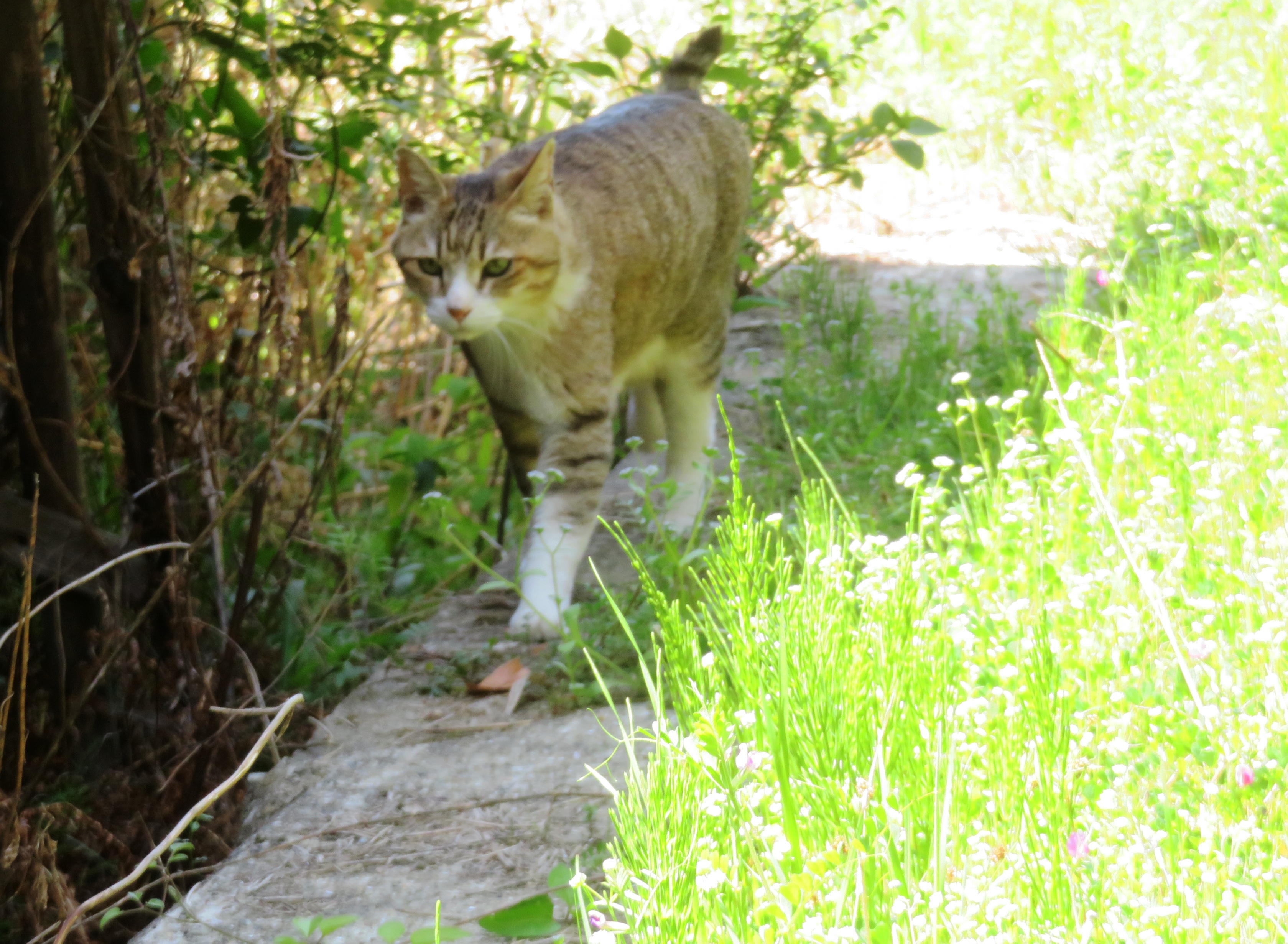 ねこ、風太 日陰