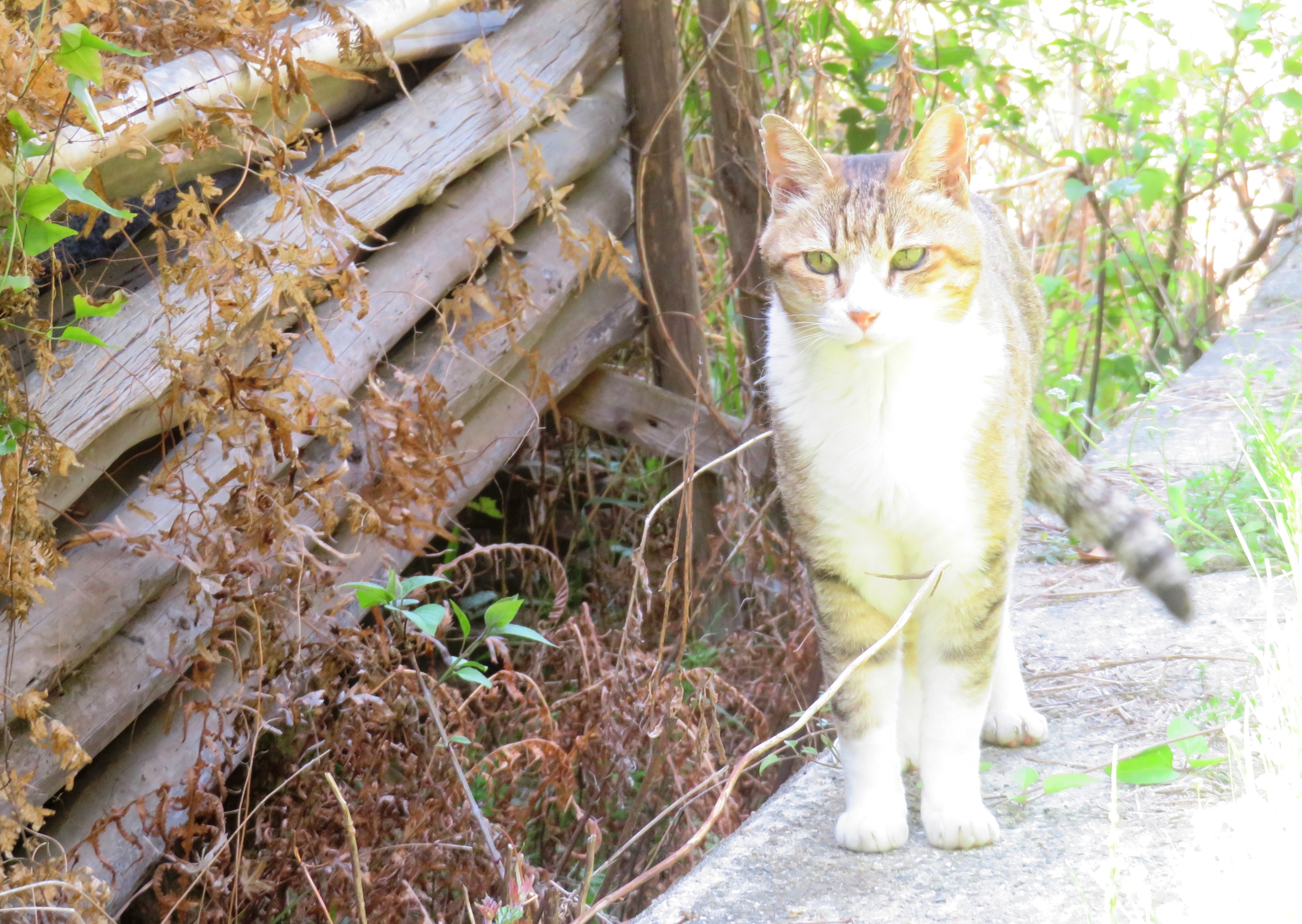 ねこ、風太 日陰
