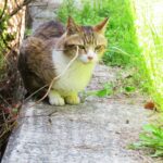 ねこ、風太　日陰