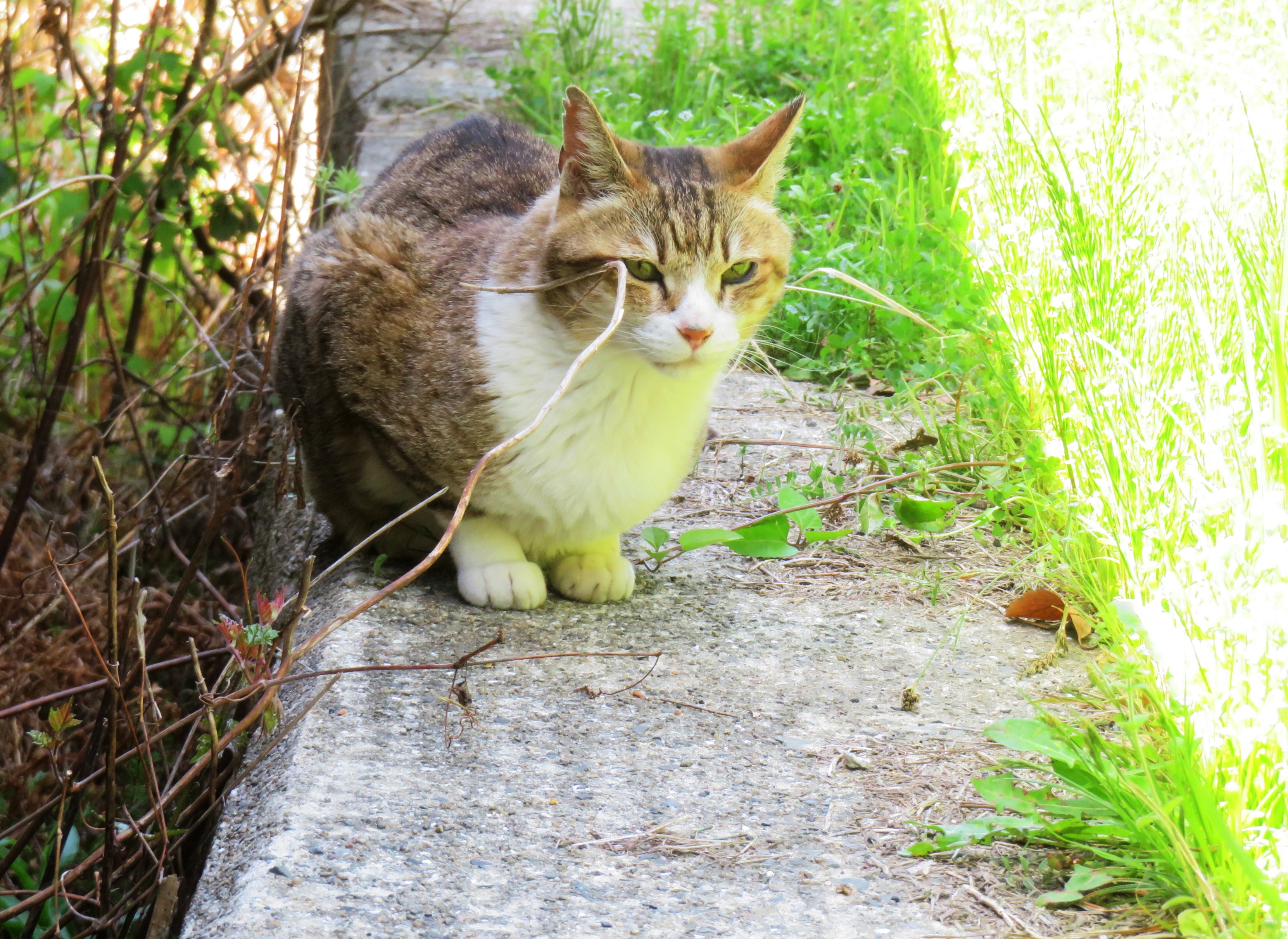 ねこ、風太 日陰