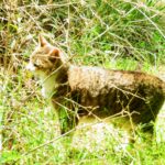 ねこ、風太　日陰