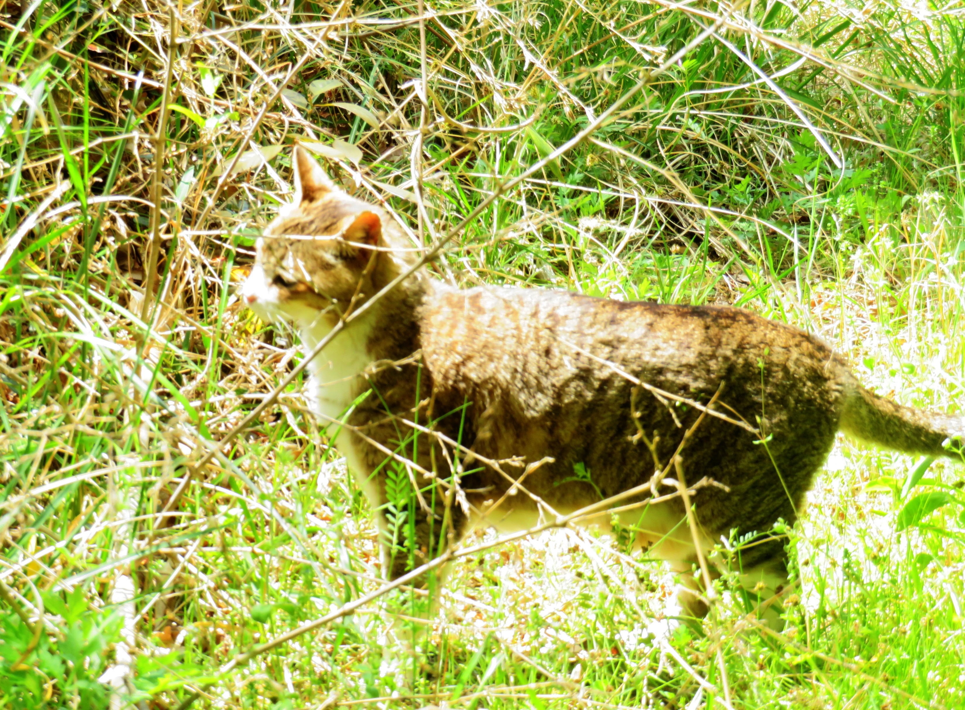 ねこ、風太 日陰