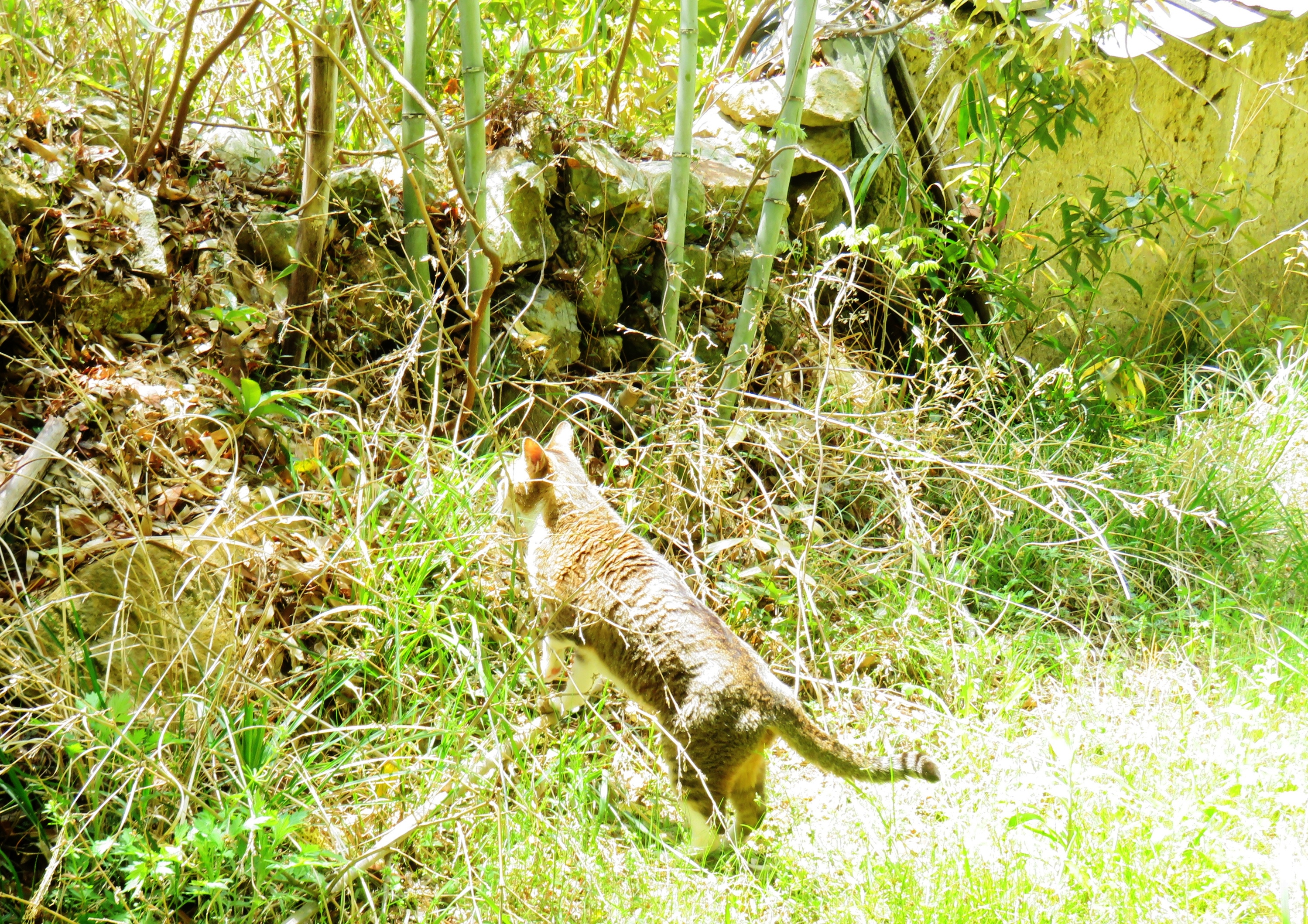 ねこ、風太 日陰