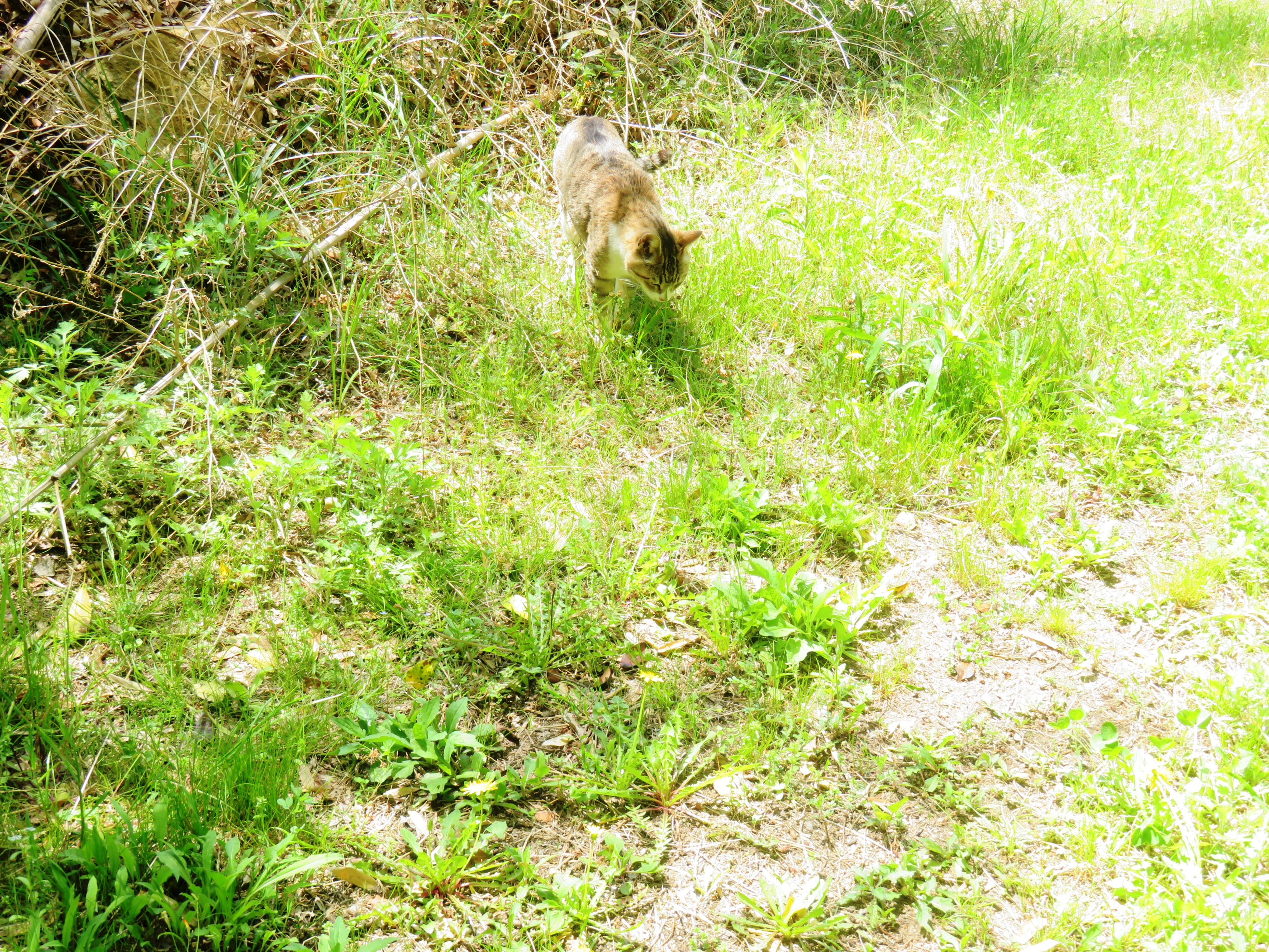 ねこ、風太 日陰