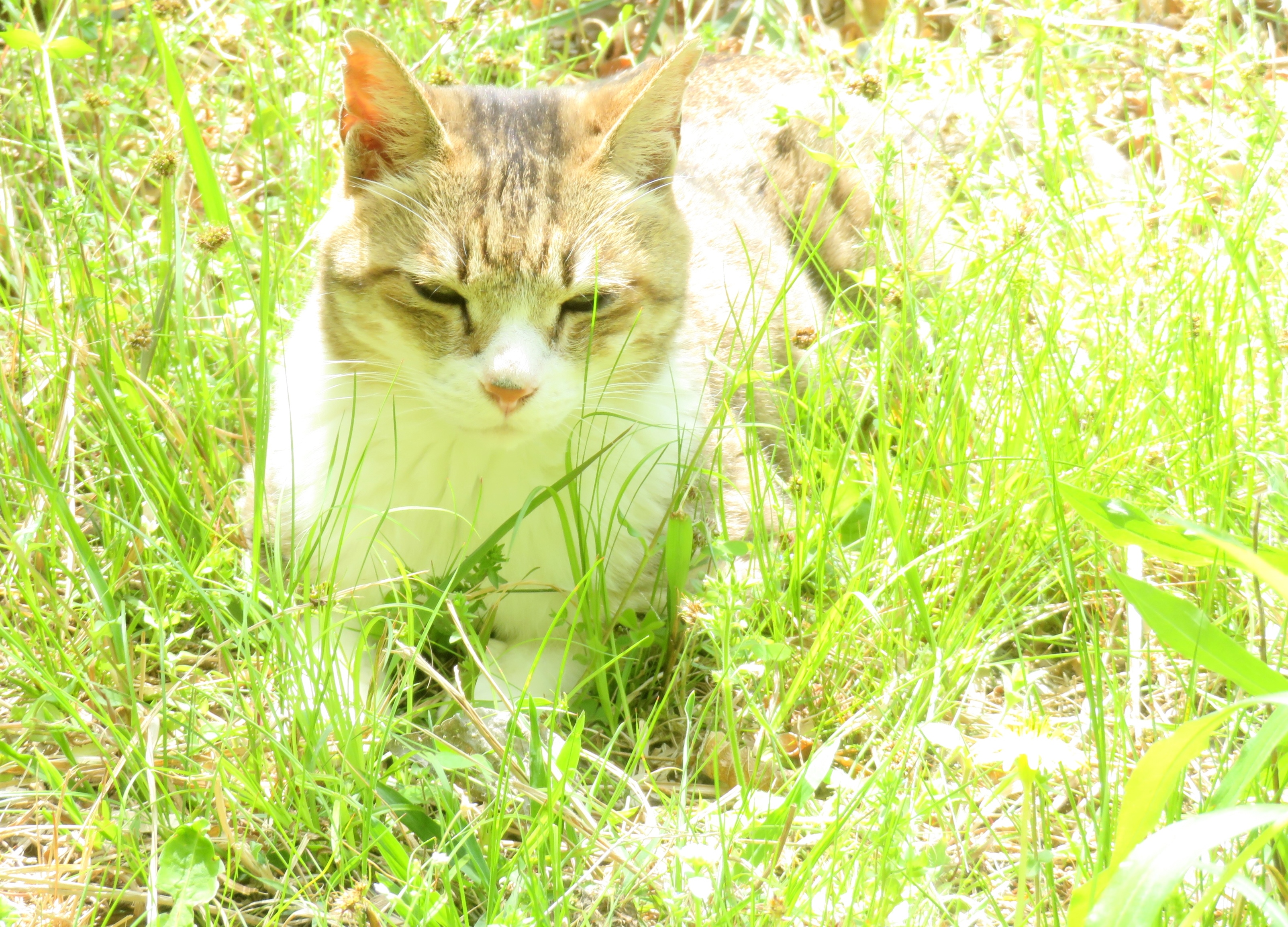 ねこ、風太 巡回