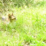 ねこ、風太　巡回