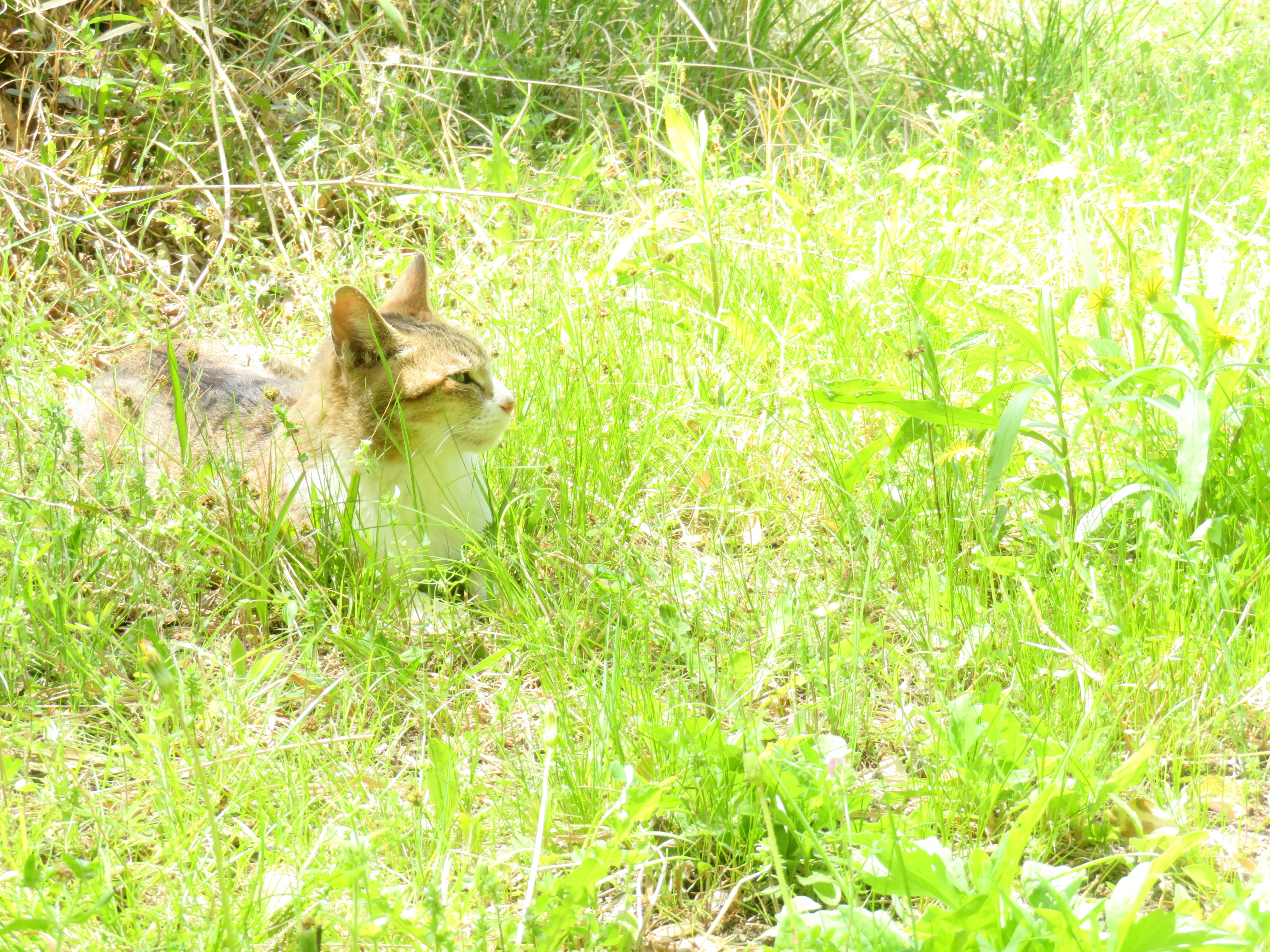 ねこ、風太 巡回