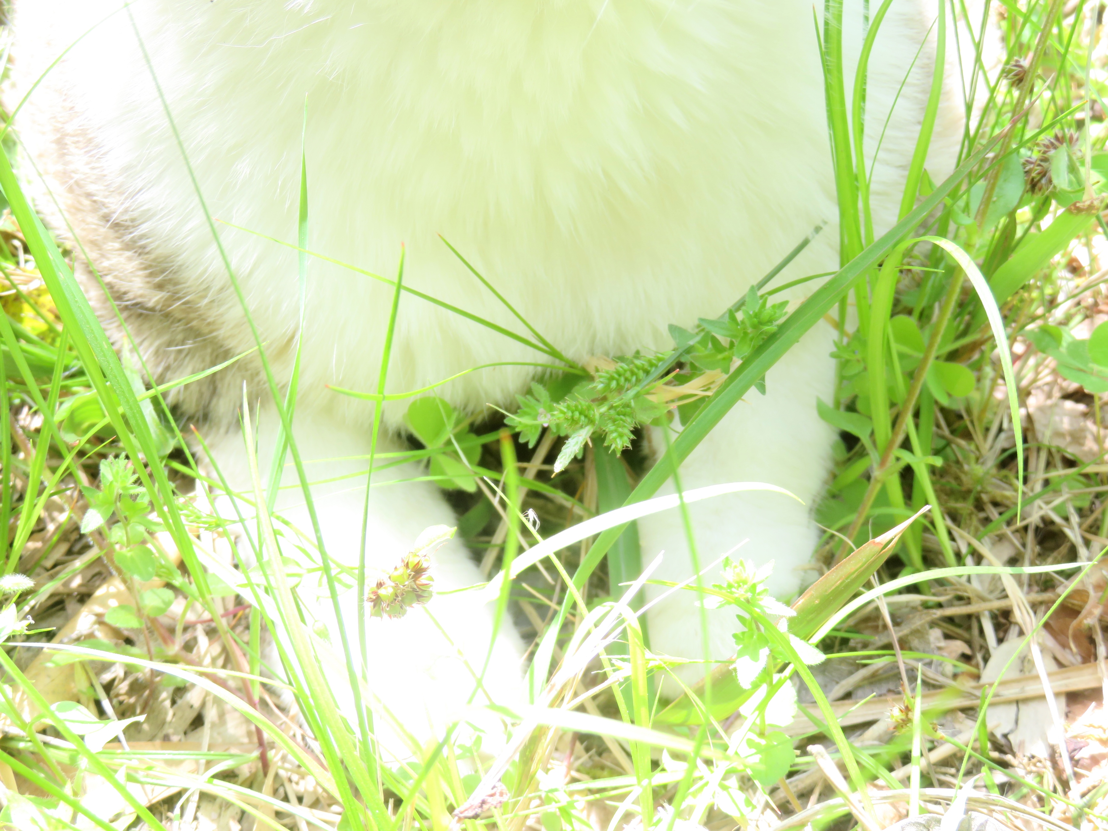 ねこ、風太 巡回