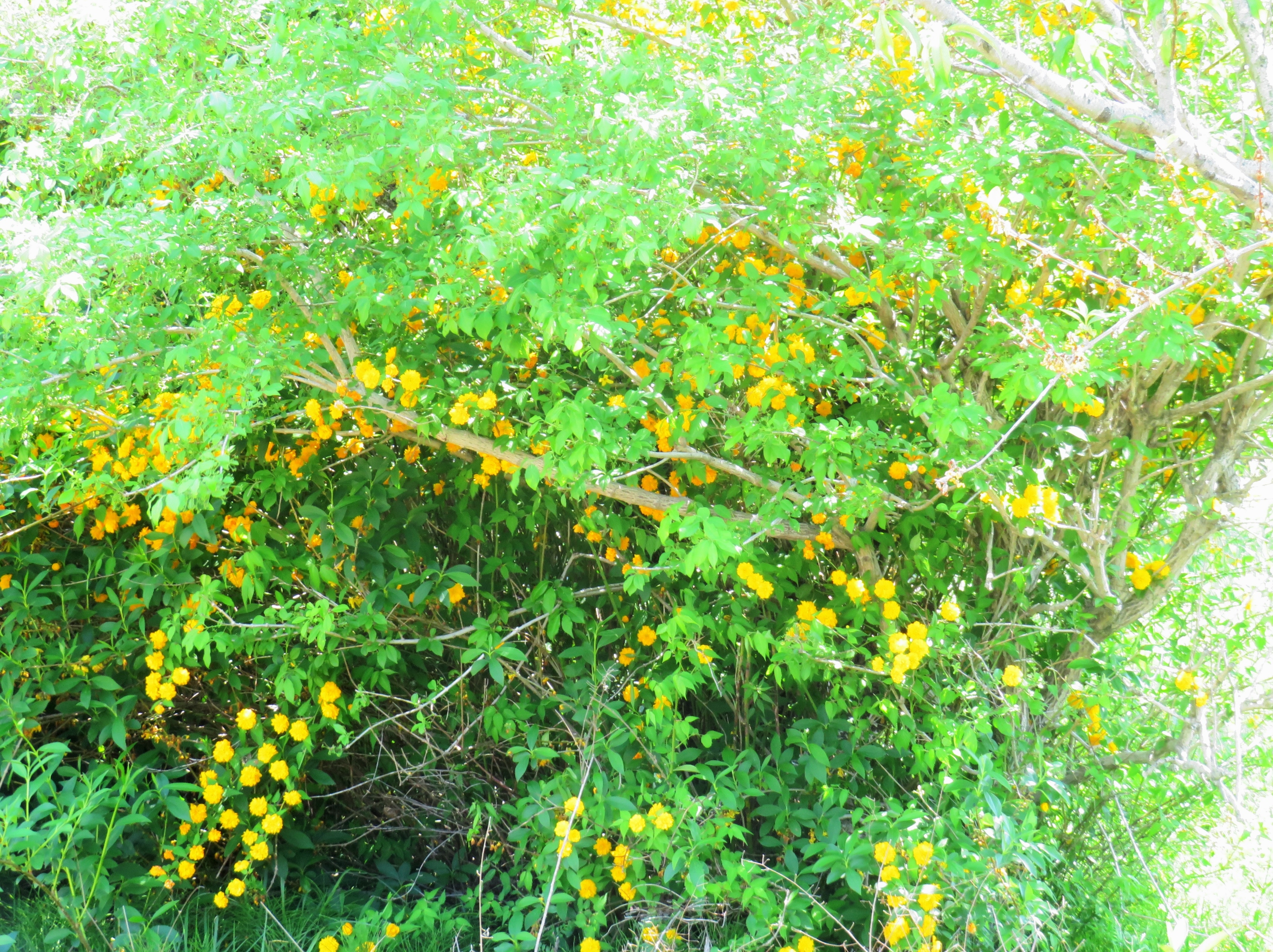 山吹