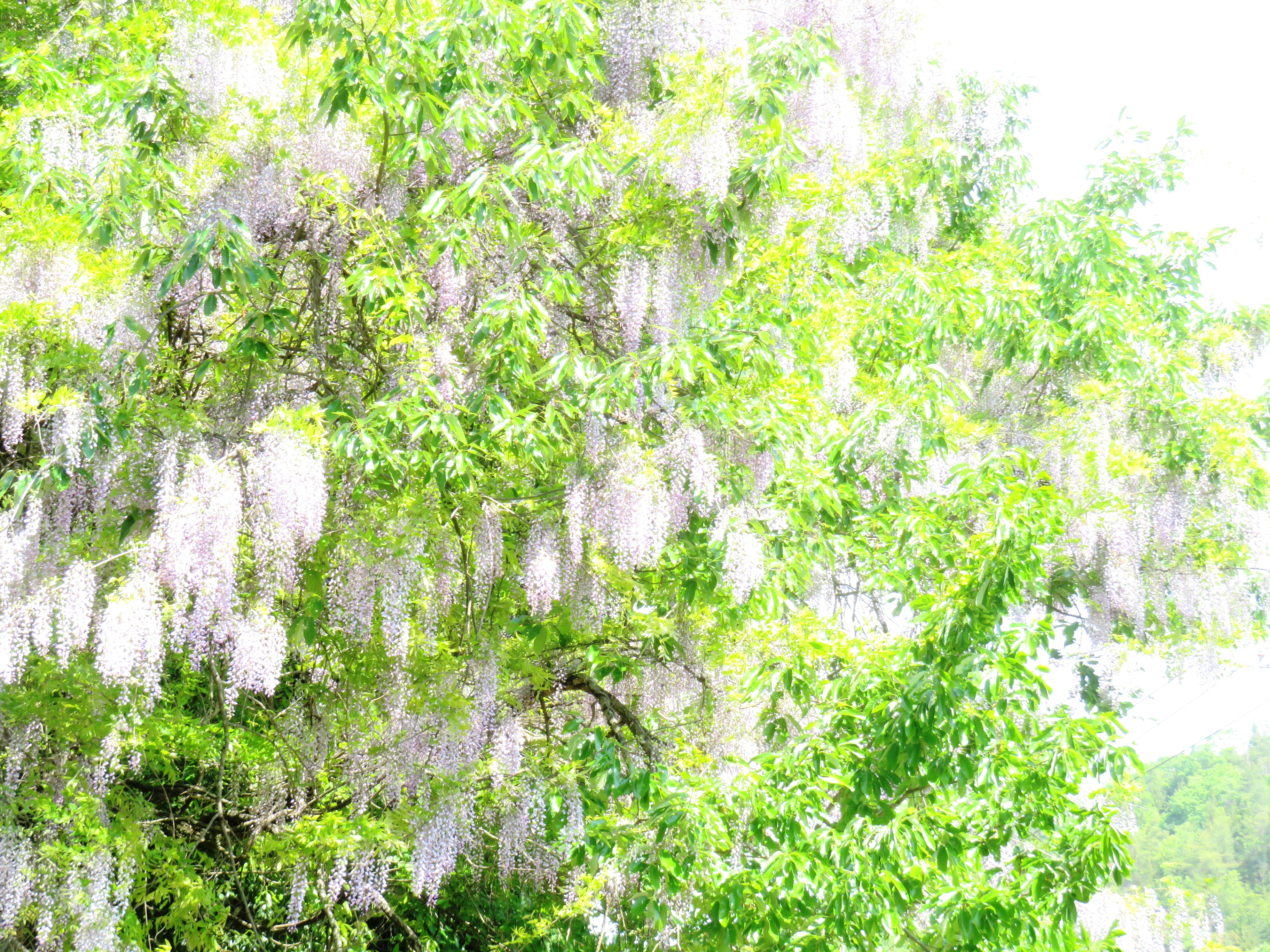 藤の花