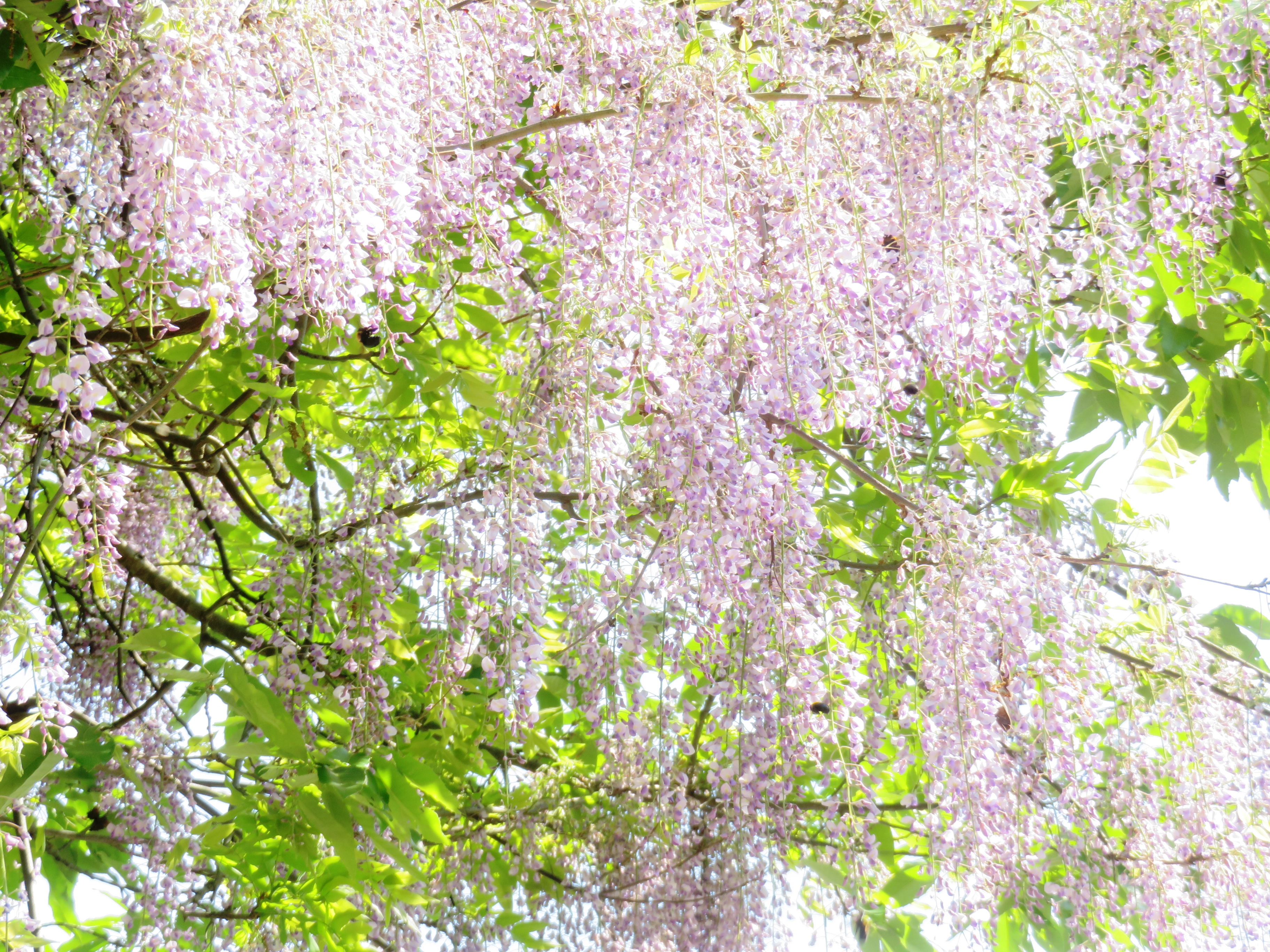 藤の花