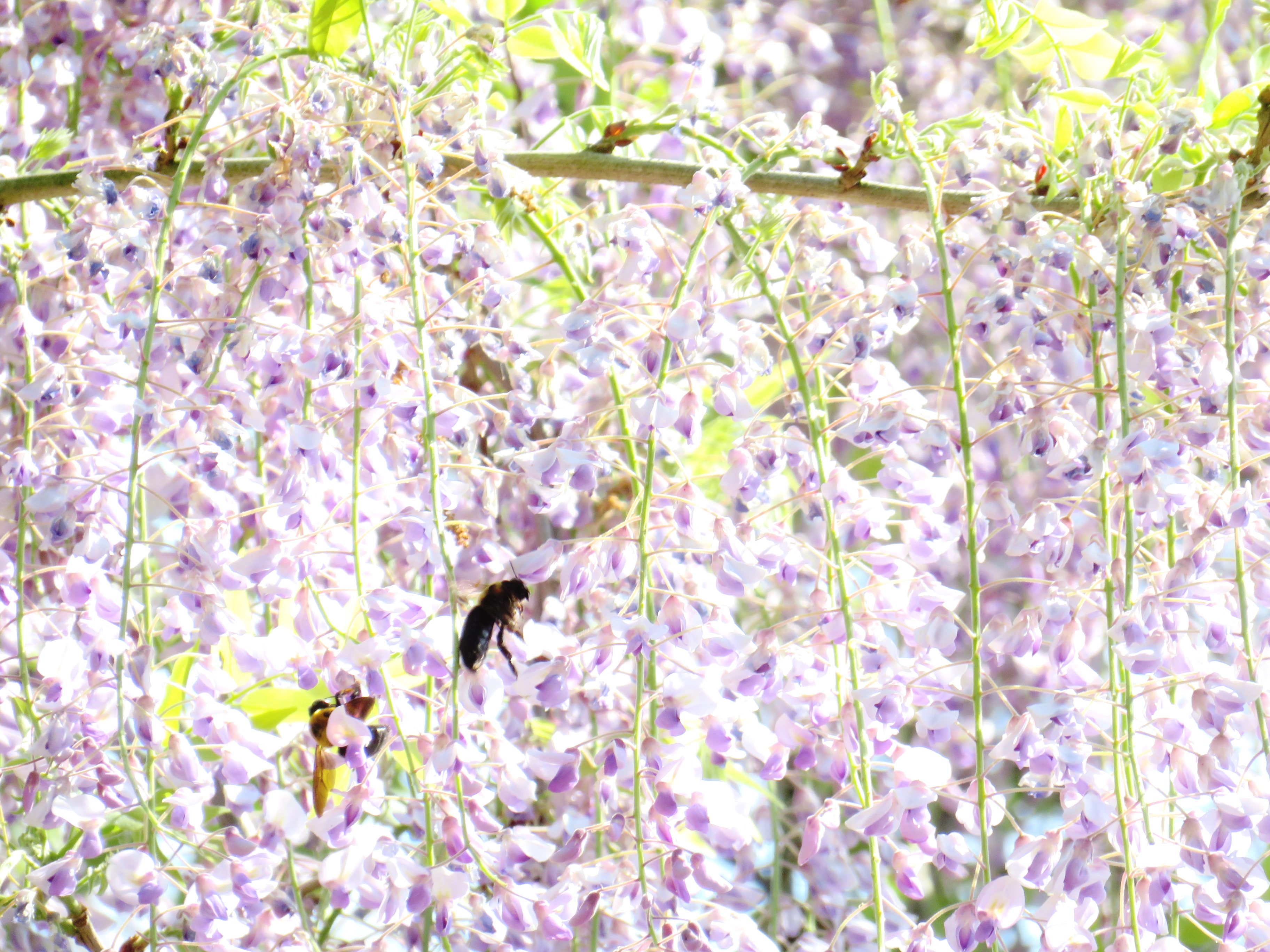 藤の花