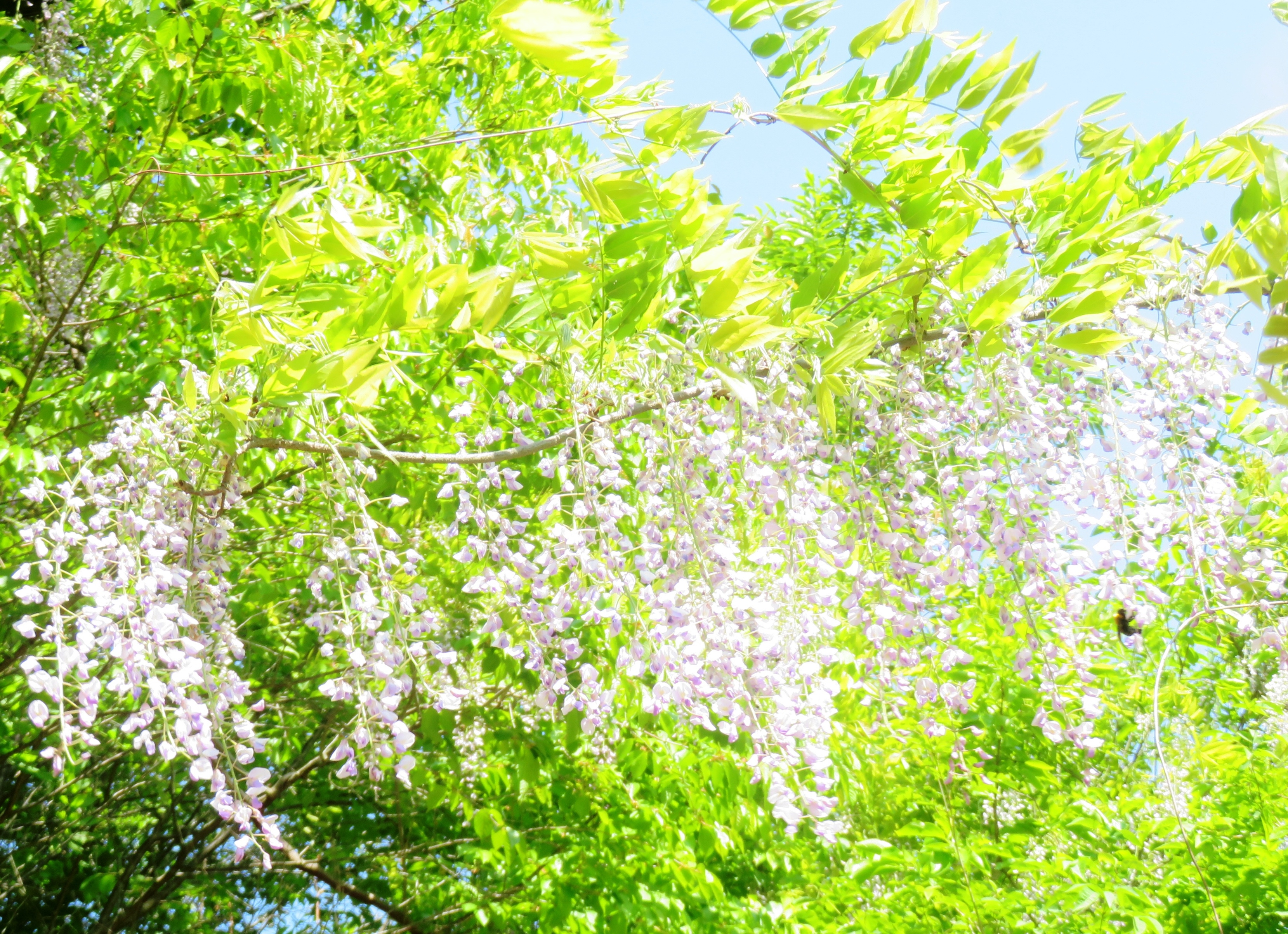 藤の花