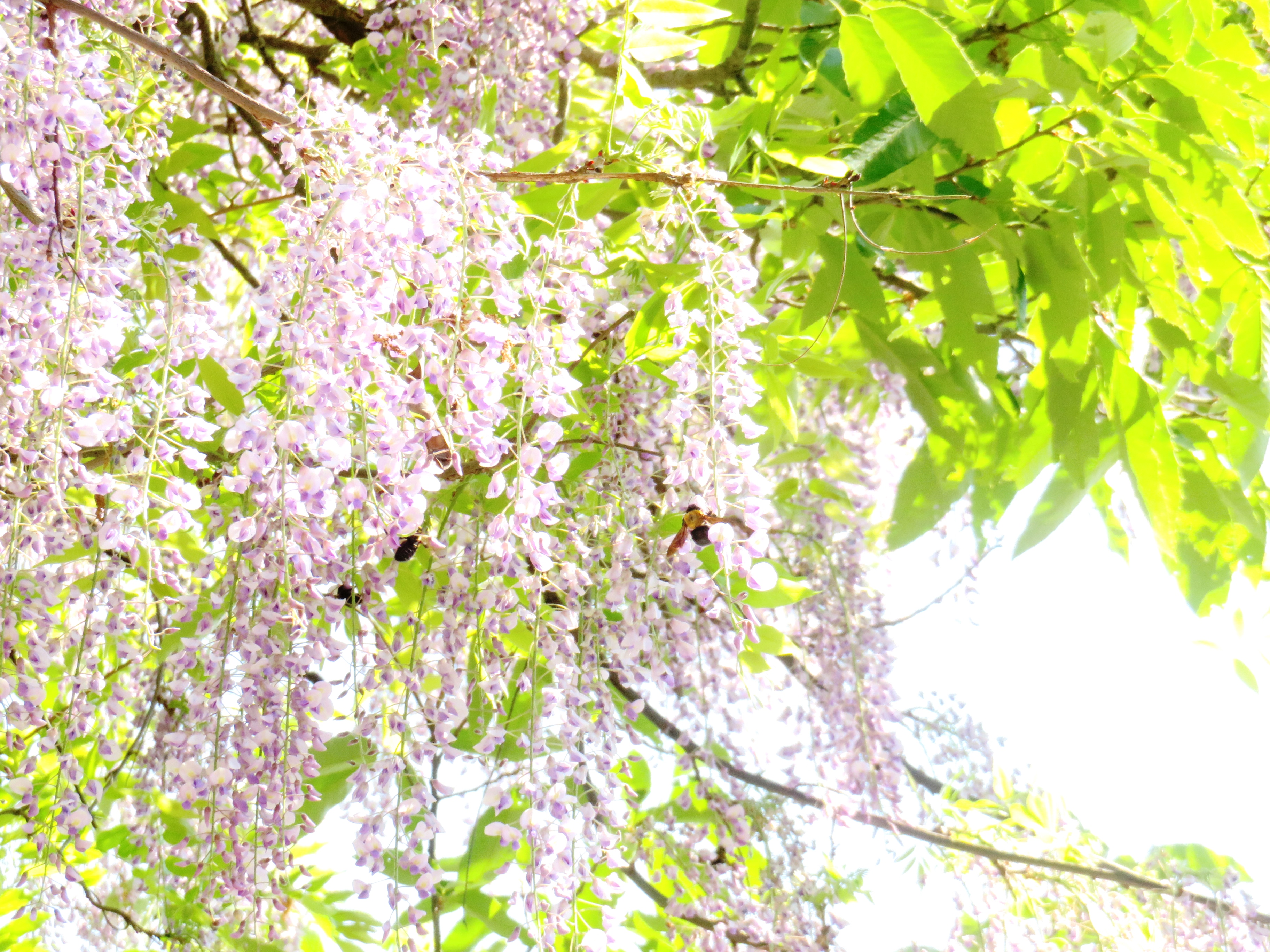 藤の花