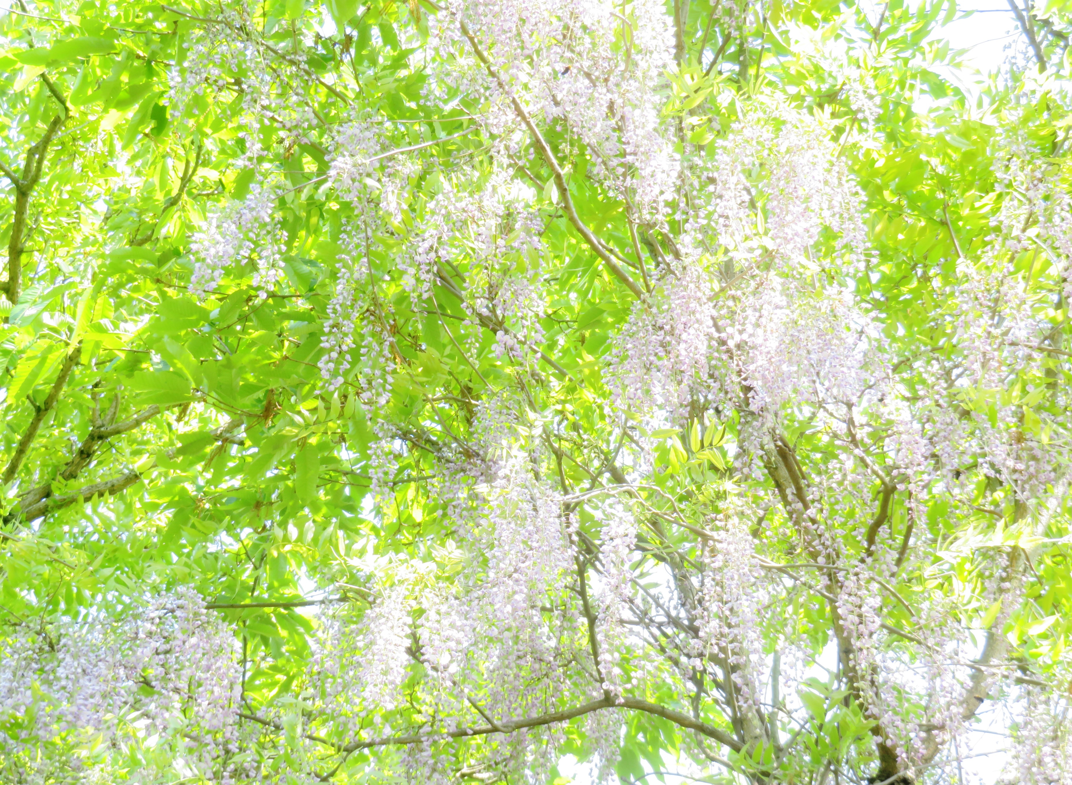 藤の花