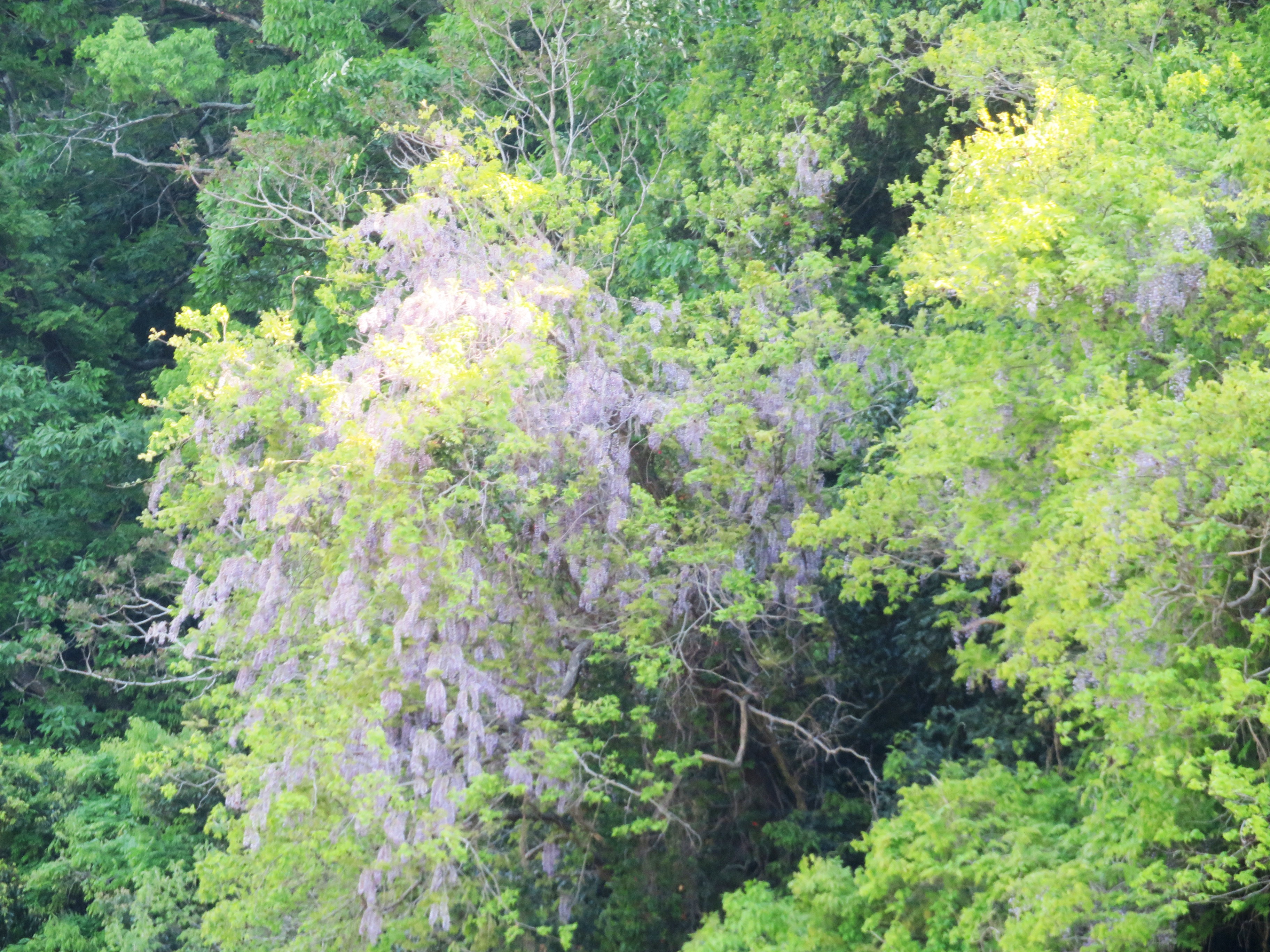 藤の花