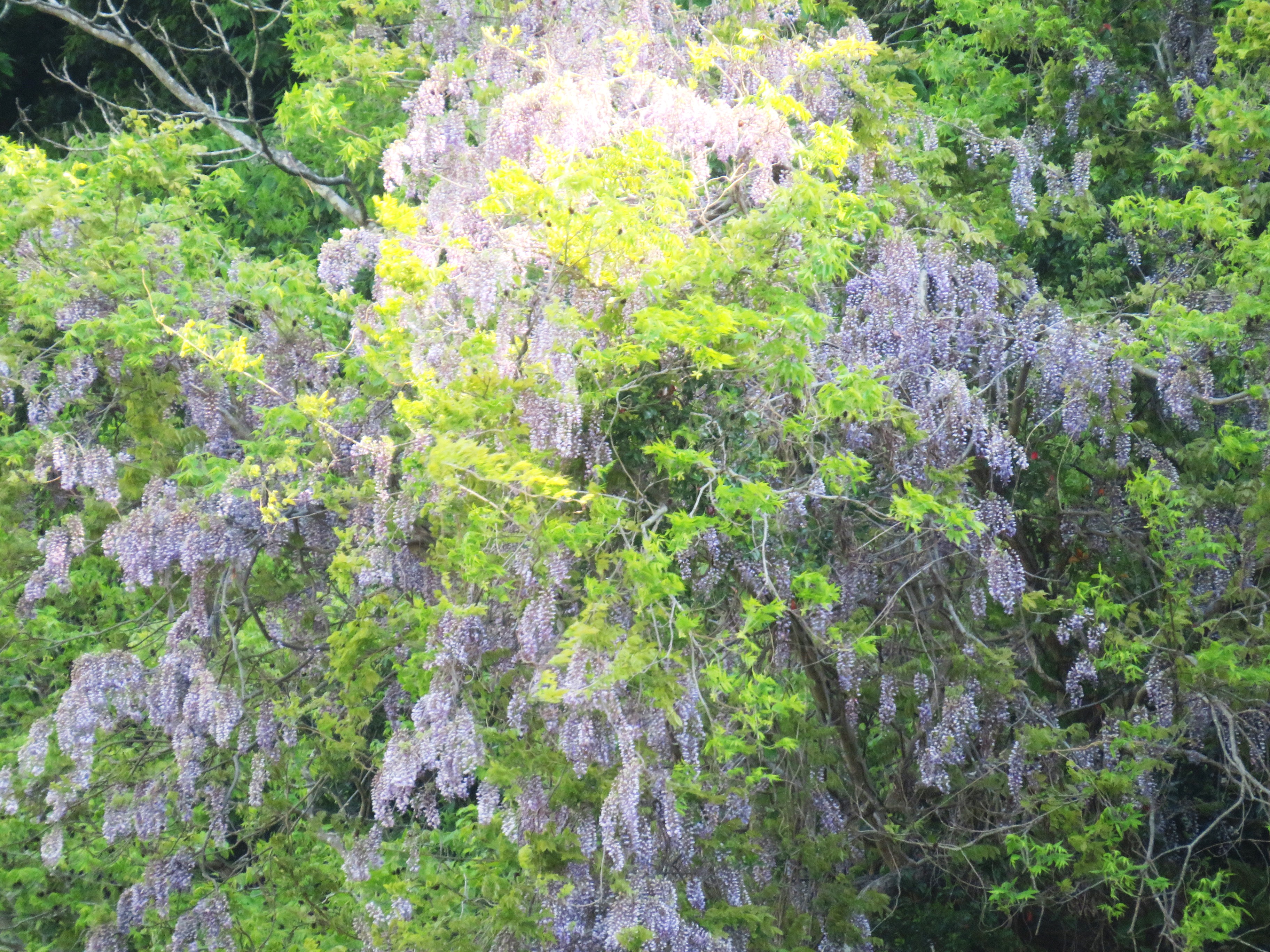 藤の花
